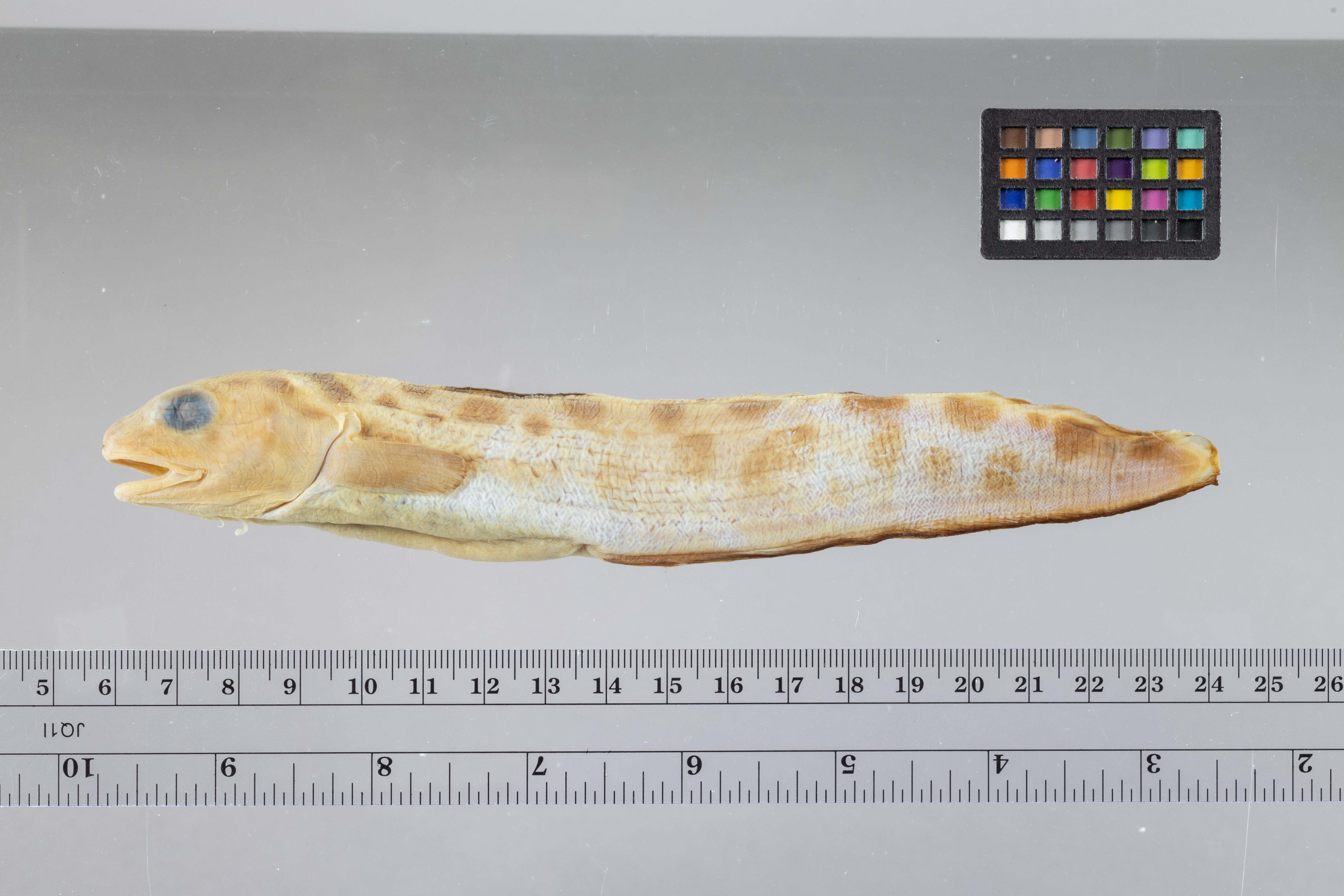 Blotched cusk-eel (Ophidion grayi) — Ophidiidae