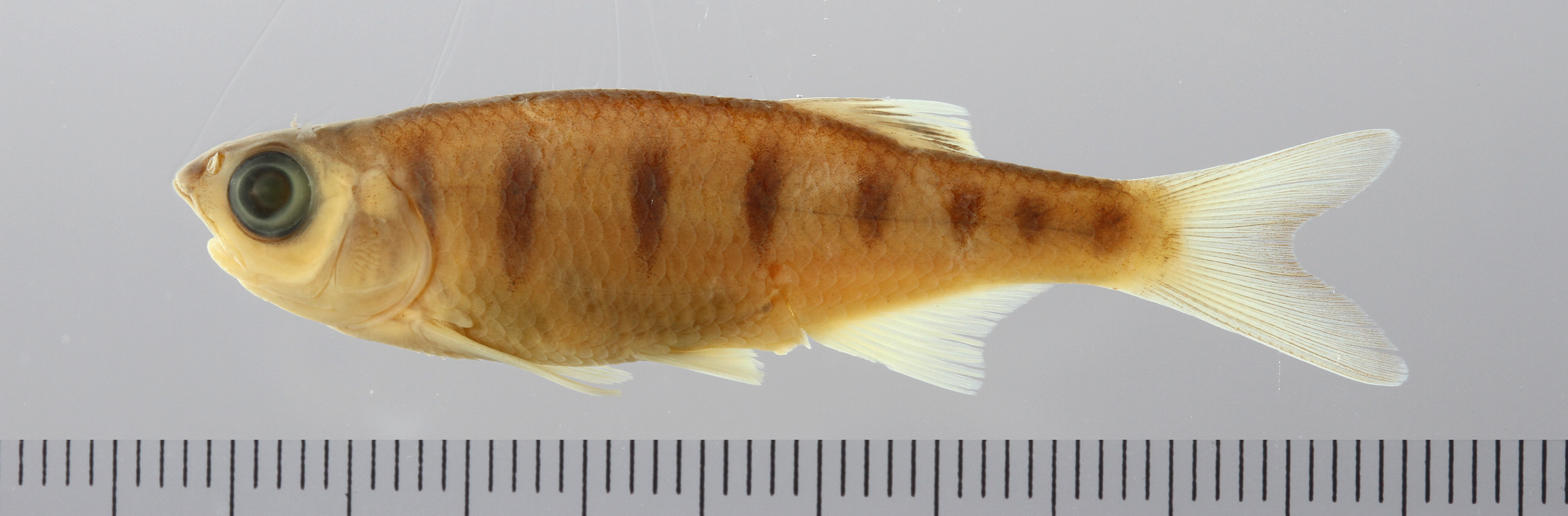 Opsarius pulchellus