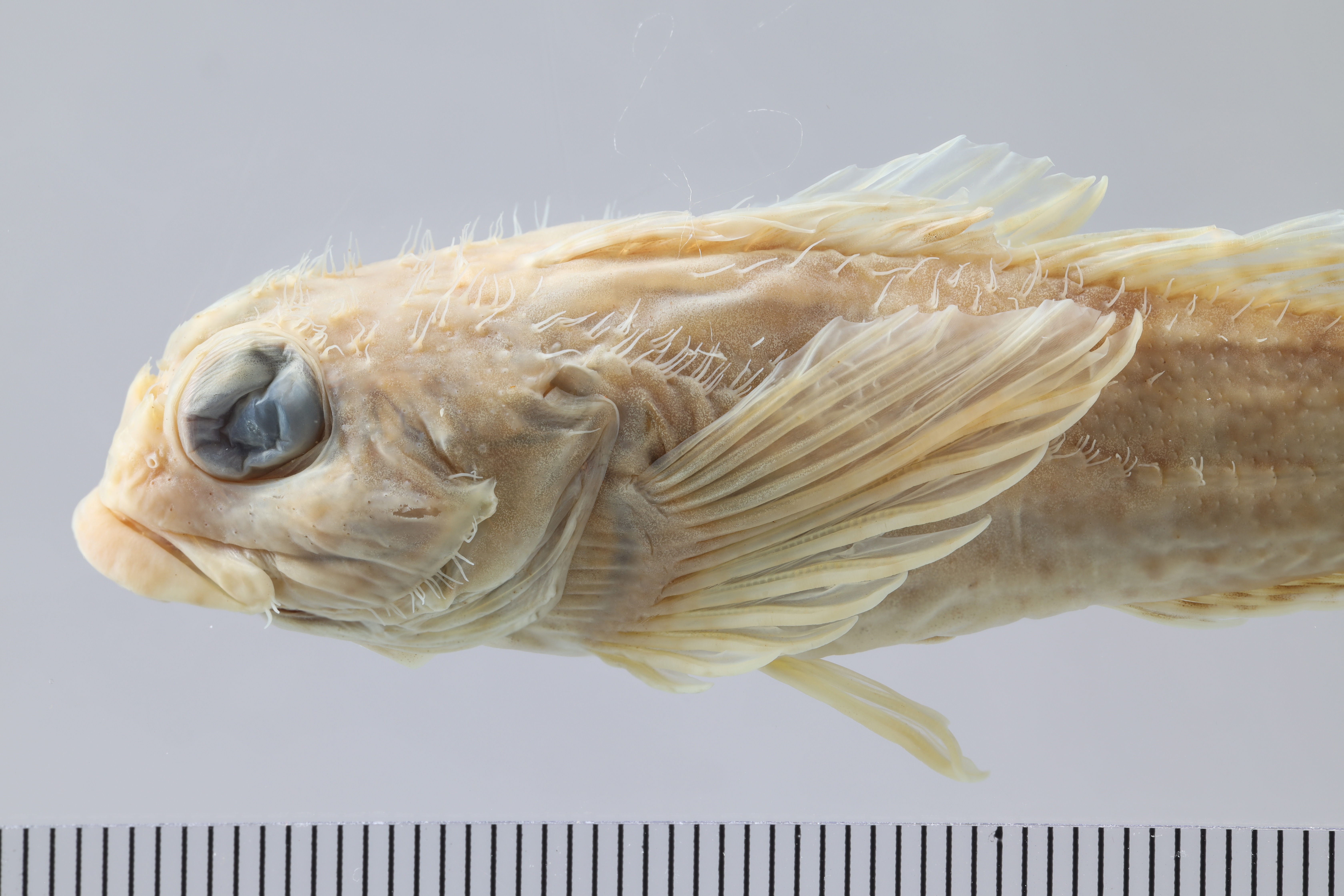 Clinocottus analis thumbnail