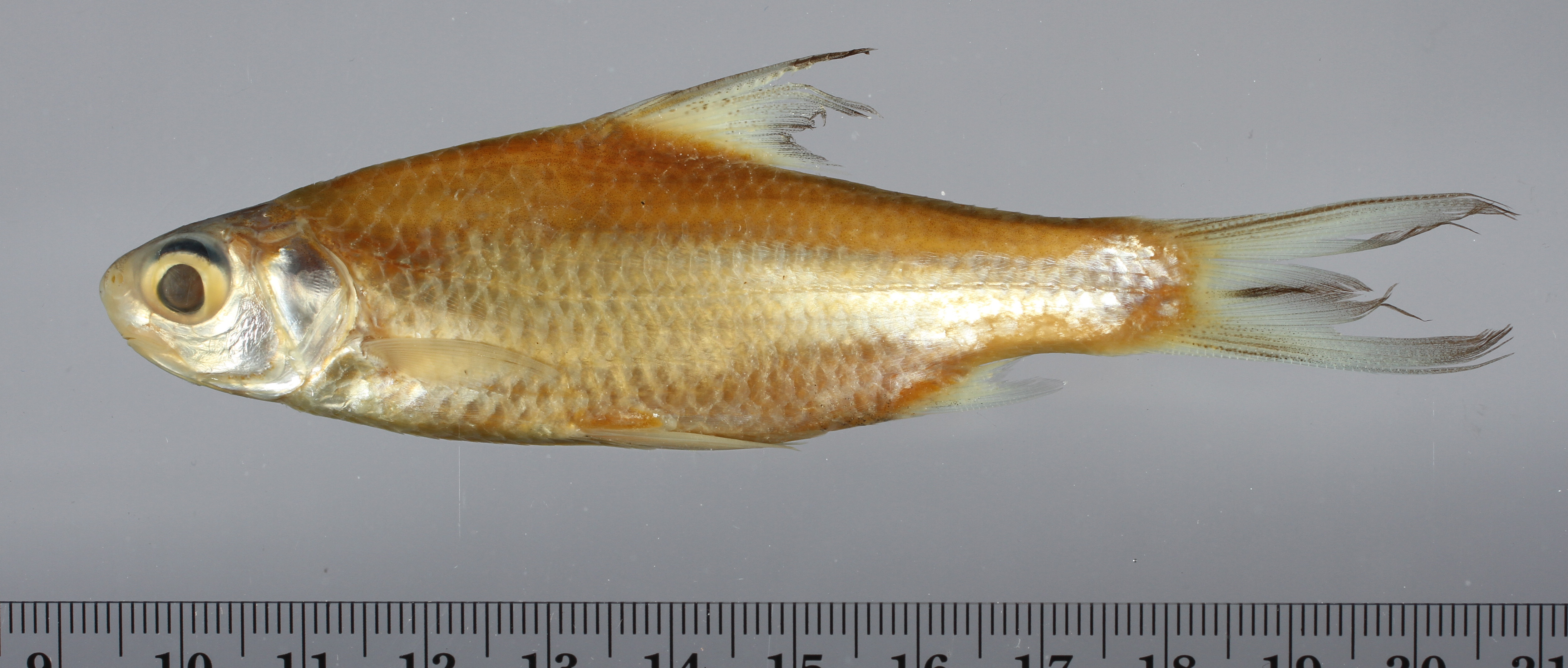 Grootoog-zilverbarbeel (Amblyrhynchichthys truncatus) — Cyprinidae