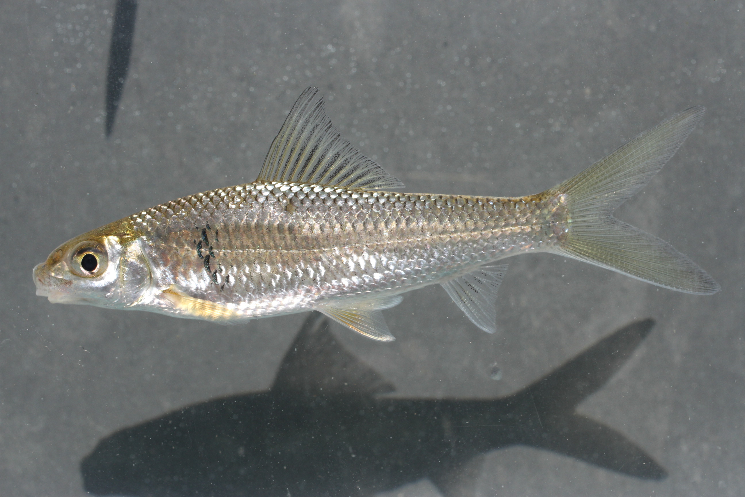 Chinese mud carp (Cirrhinus molitorella) — Cyprinidae