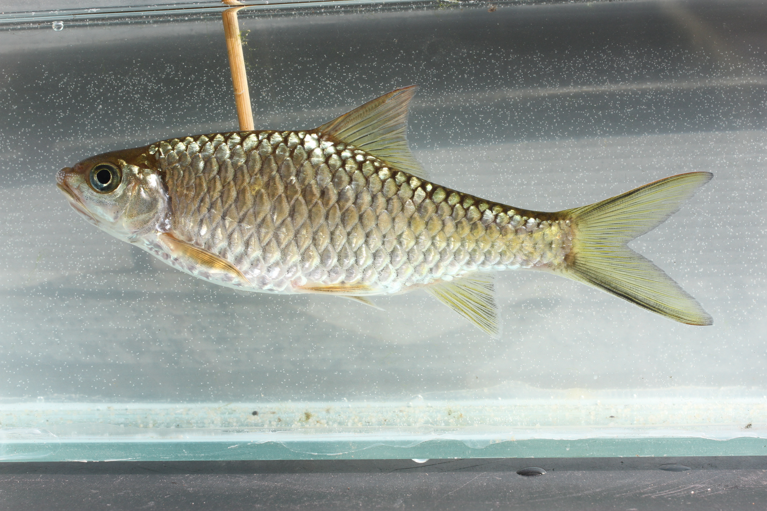 Mekong-barbeel (Poropuntius deauratus) — Cyprinidae