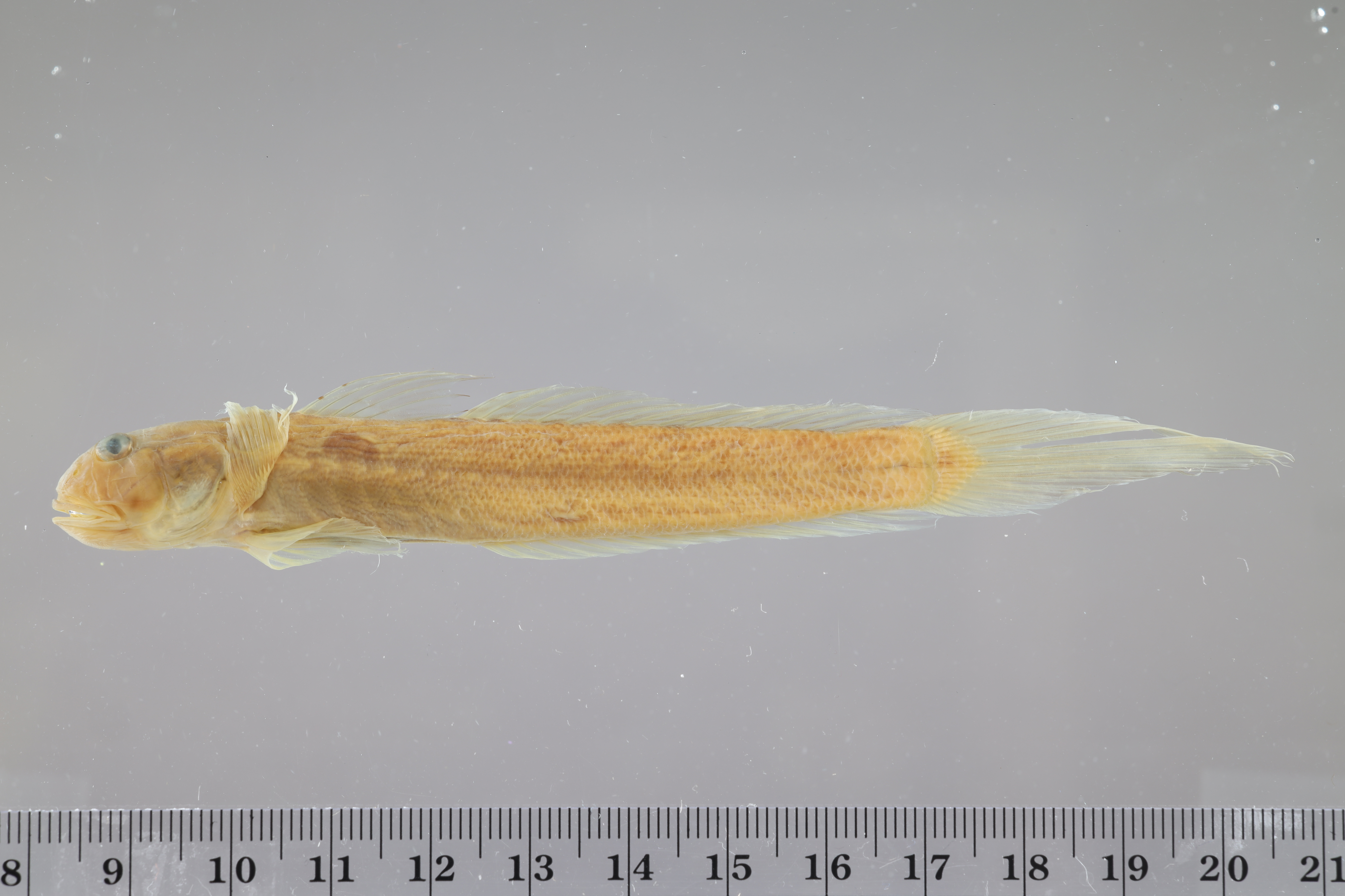 Gobionellus oceanicus