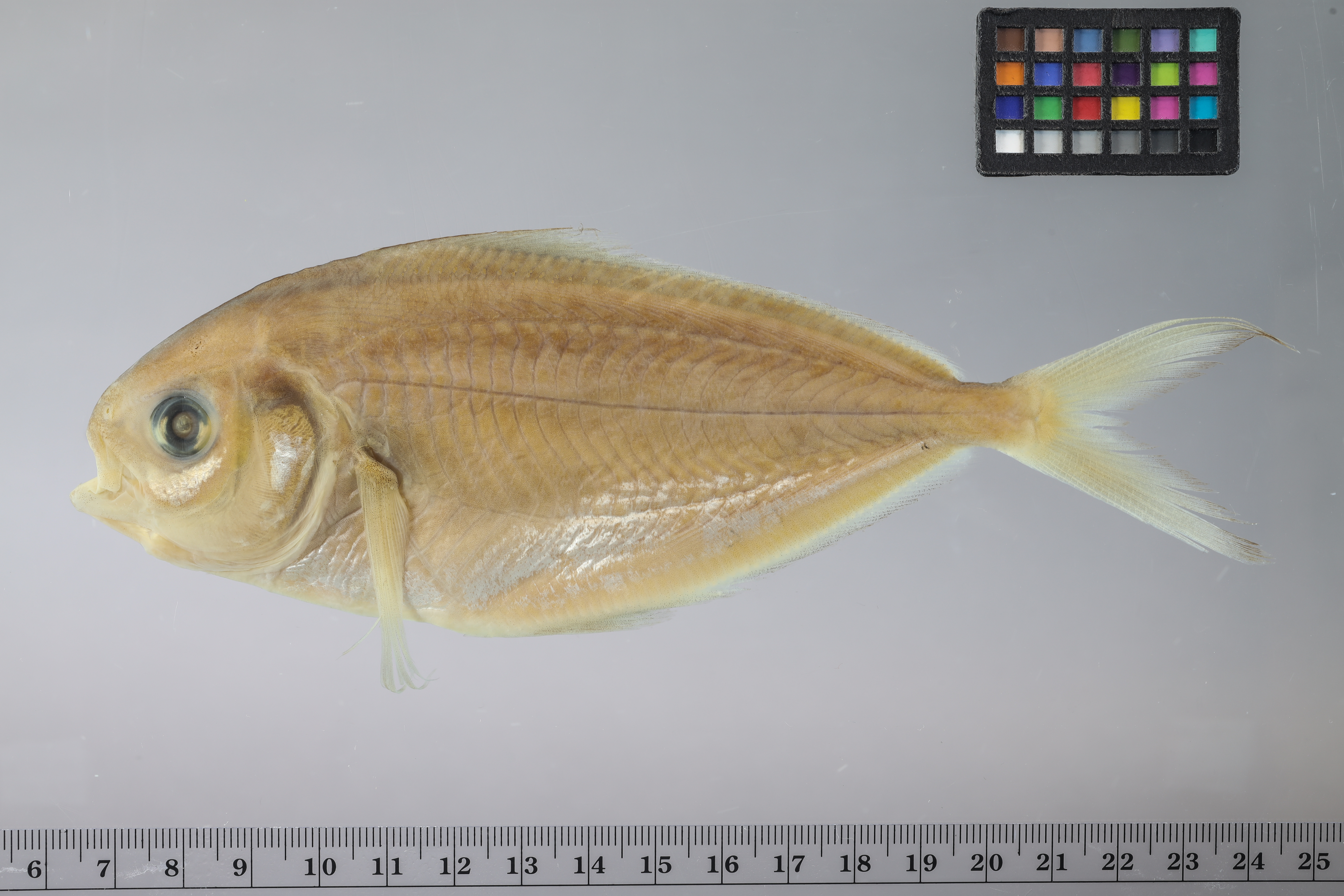 Schedophilus medusophagus thumbnail