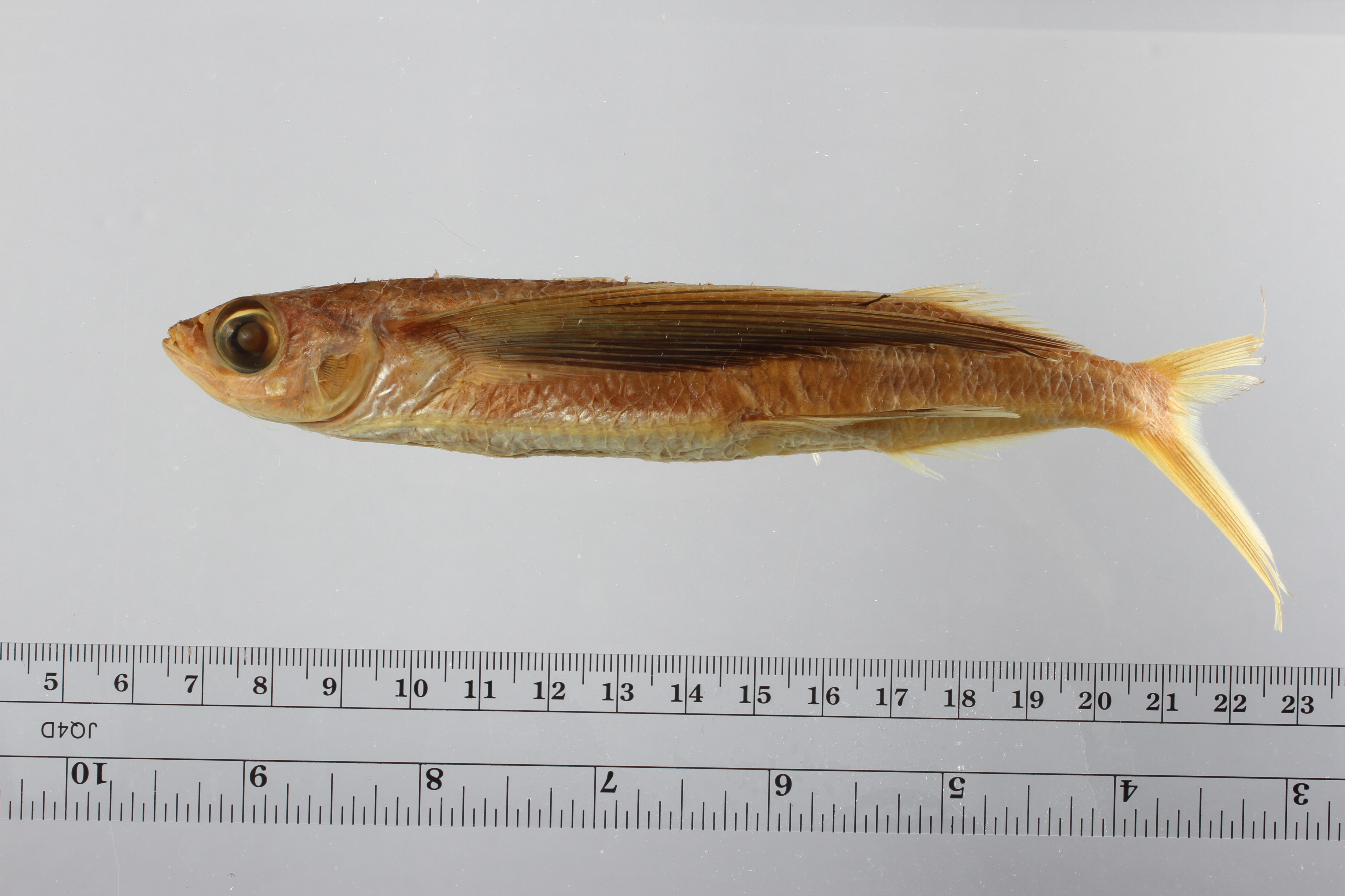 Hirundichthys rondeletii thumbnail