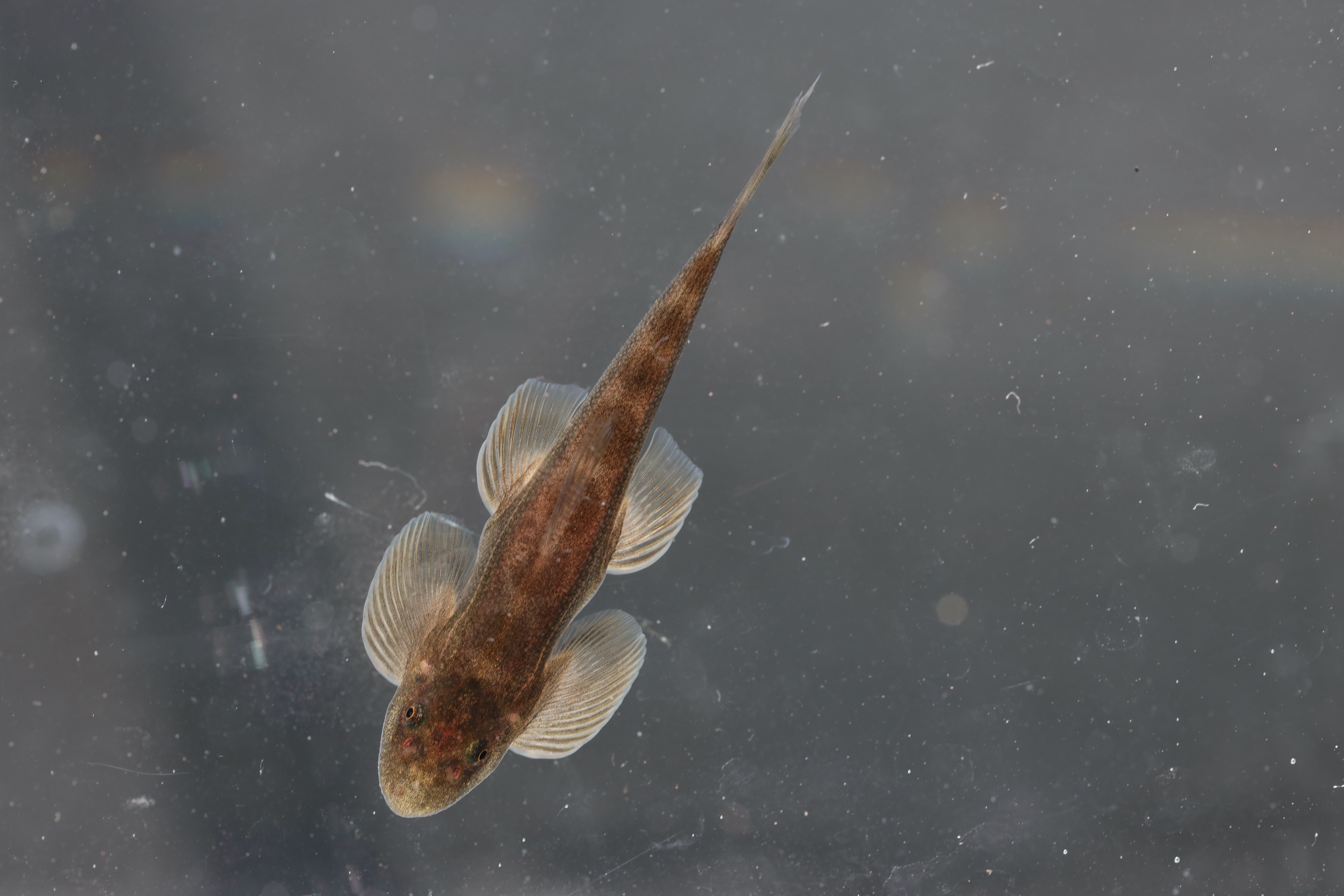 Burmese hillstream loach (Balitora burmanica) — Balitoridae — 4