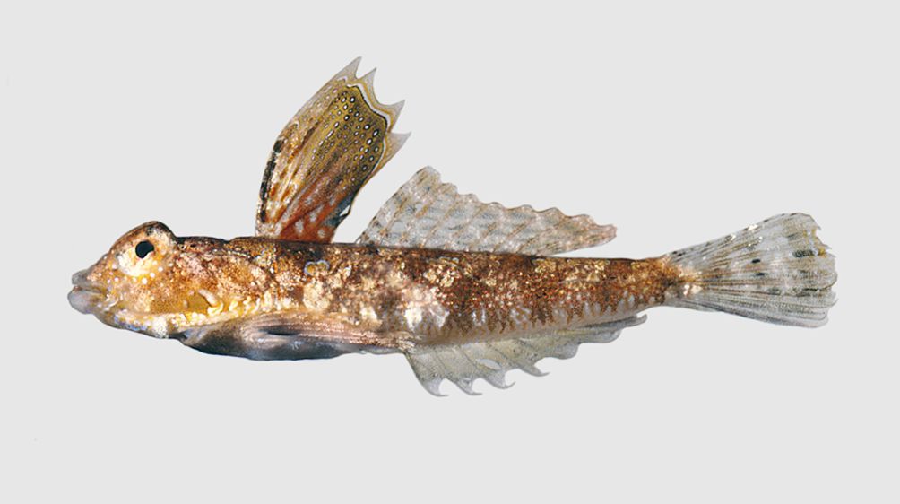 Baird's dragonet (Callionymus bairdi) — Callionymidae — 2