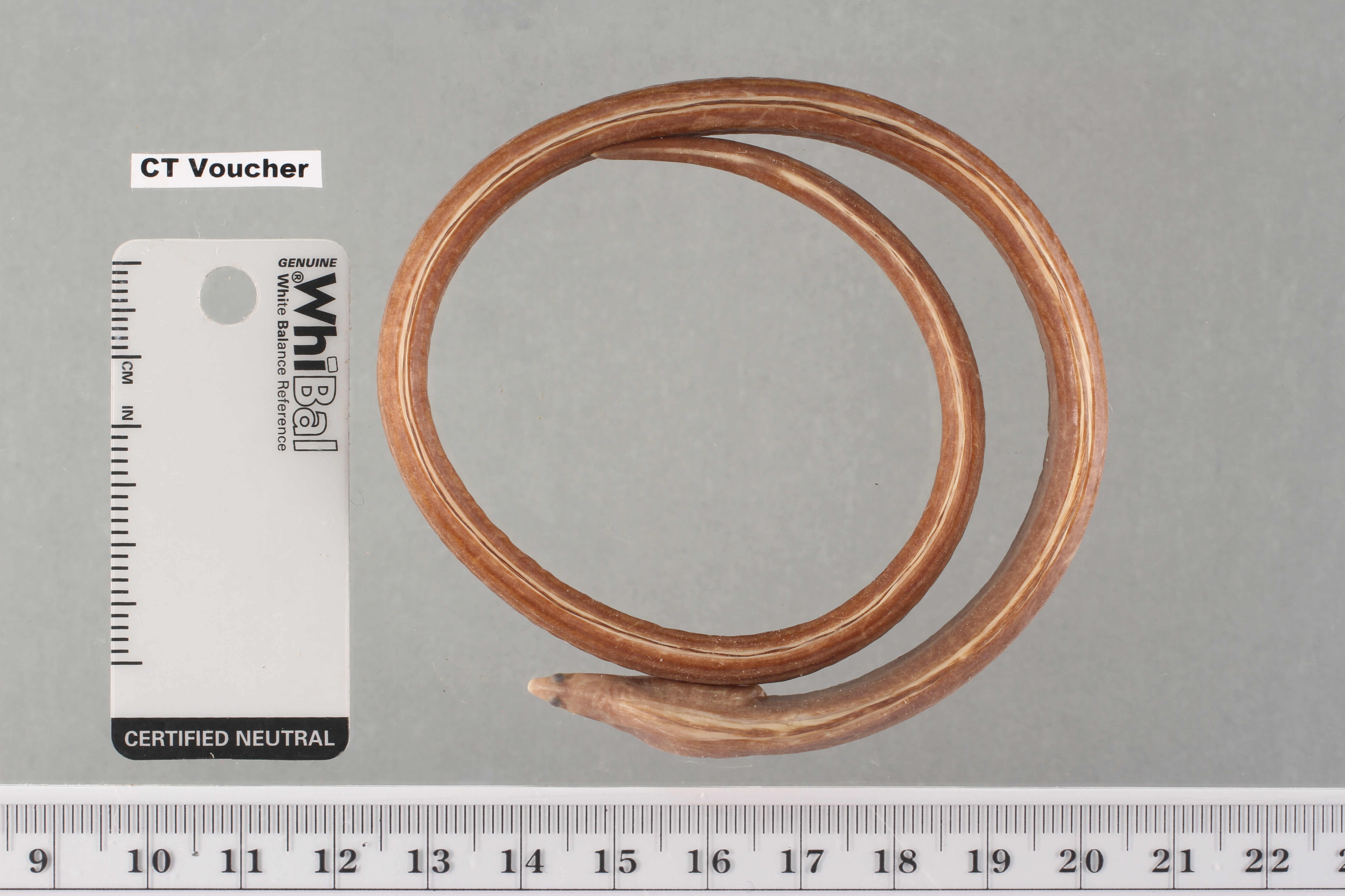 Slantlip eel (Caralophia loxochila) — Ophichthidae