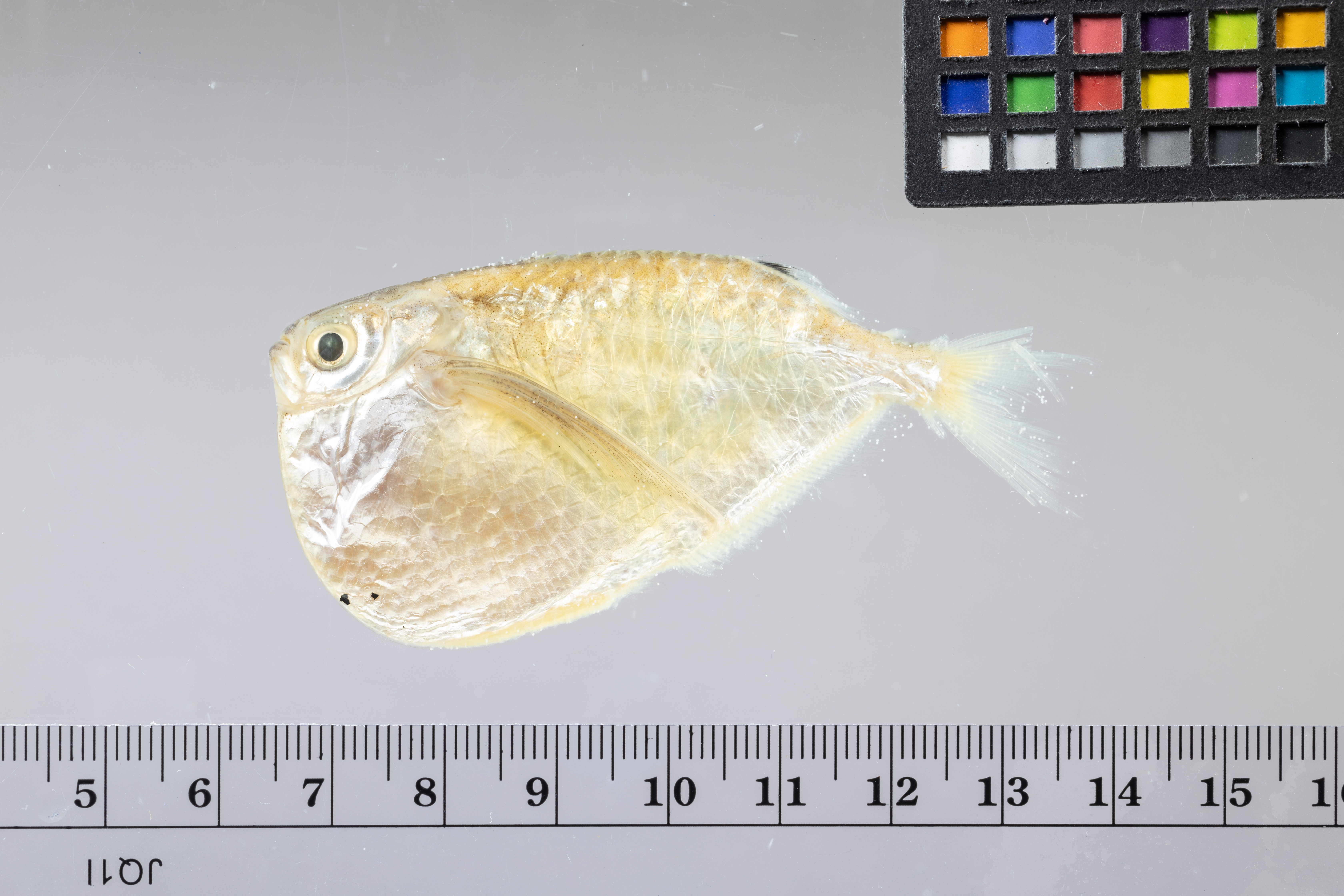 Zilveren bijlzalm (Thoracocharax stellatus) — Gasteropelecidae — 3