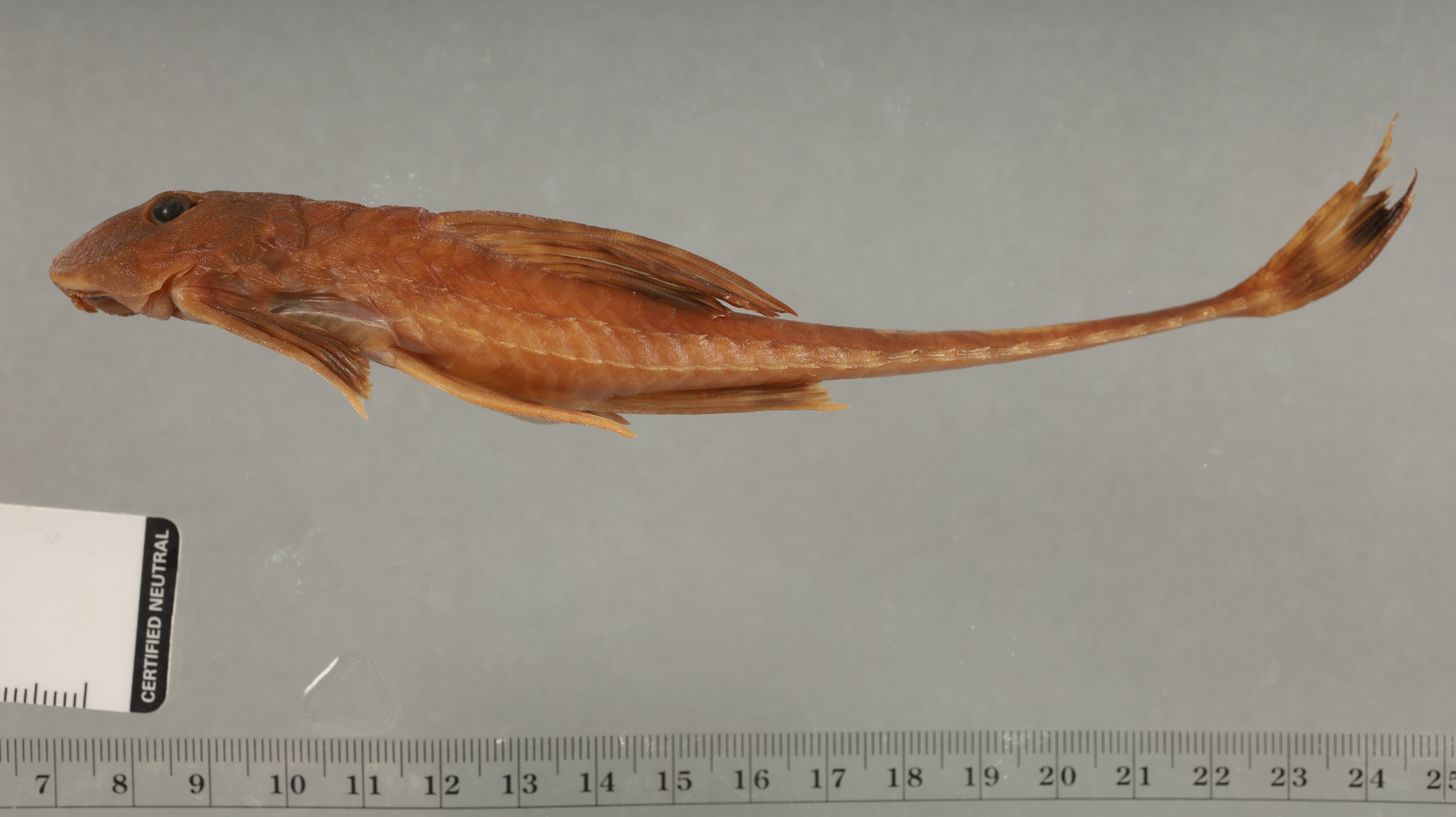 Whiptail catfish (Dasyloricaria filamentosa) — Loricariidae — 2