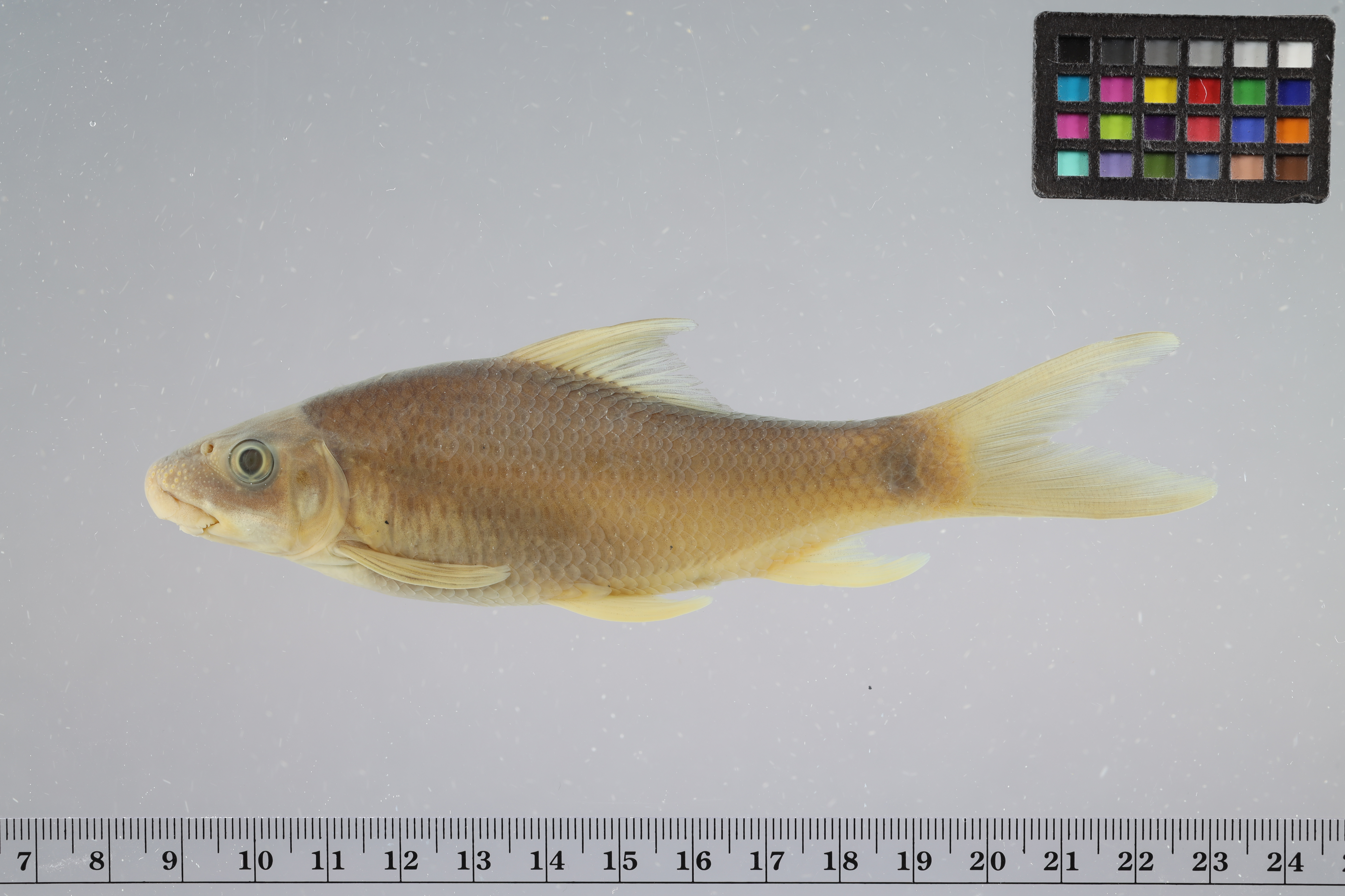 Brahminy labeo (Labeo dyocheilus) — Cyprinidae — 2