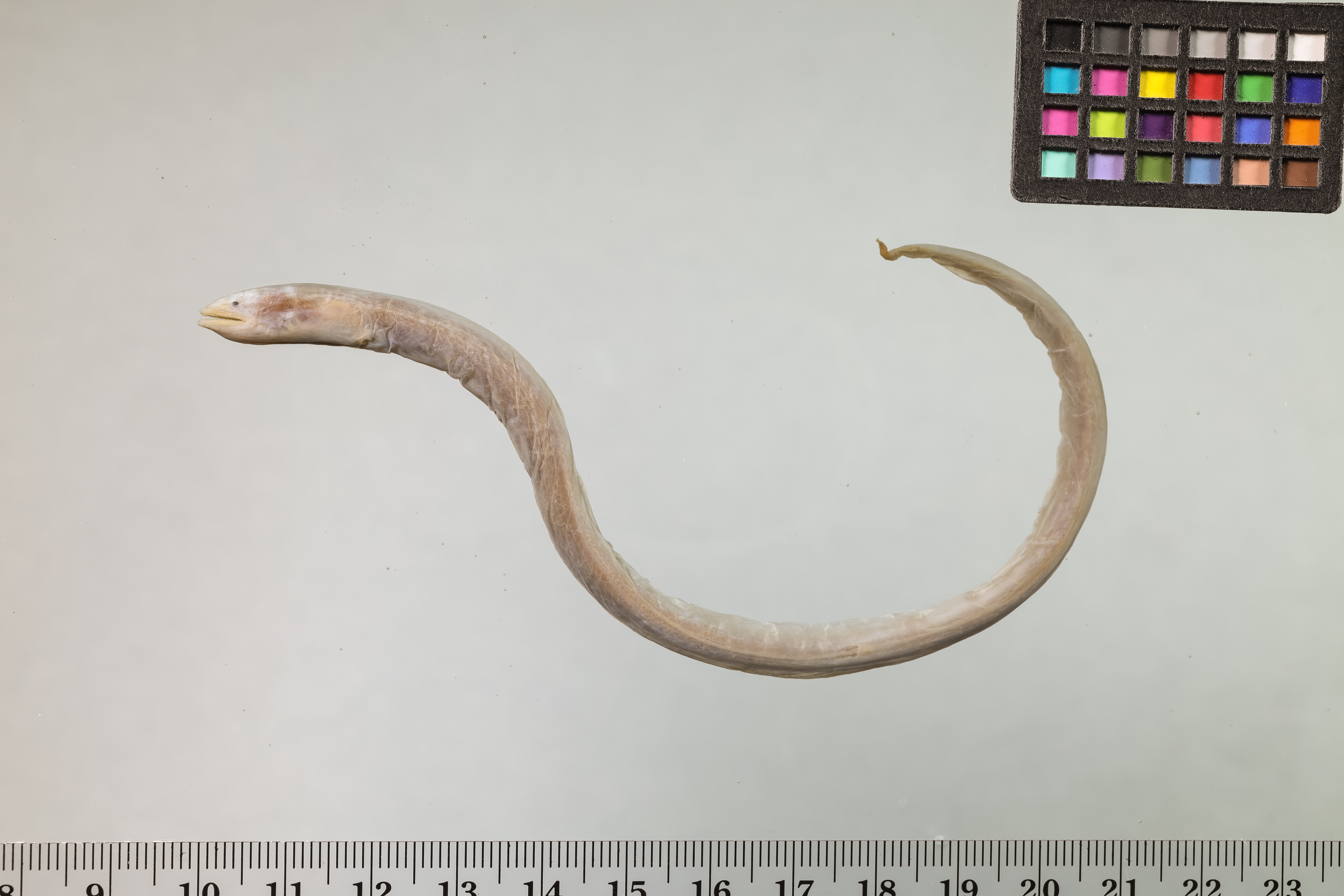 Pacific mud eel (Pythonichthys asodes) — Heterenchelyidae