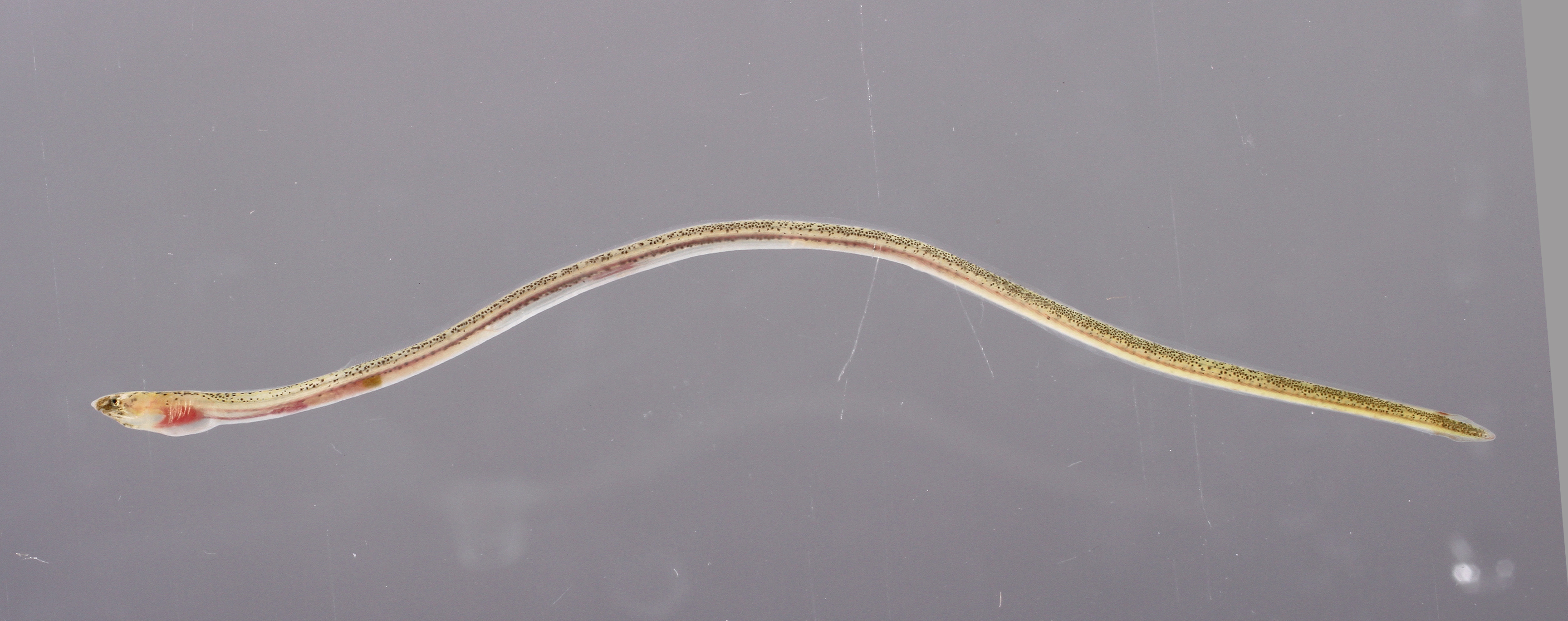 Speckled worm eel (Myrophis punctatus) — Ophichthidae — 3