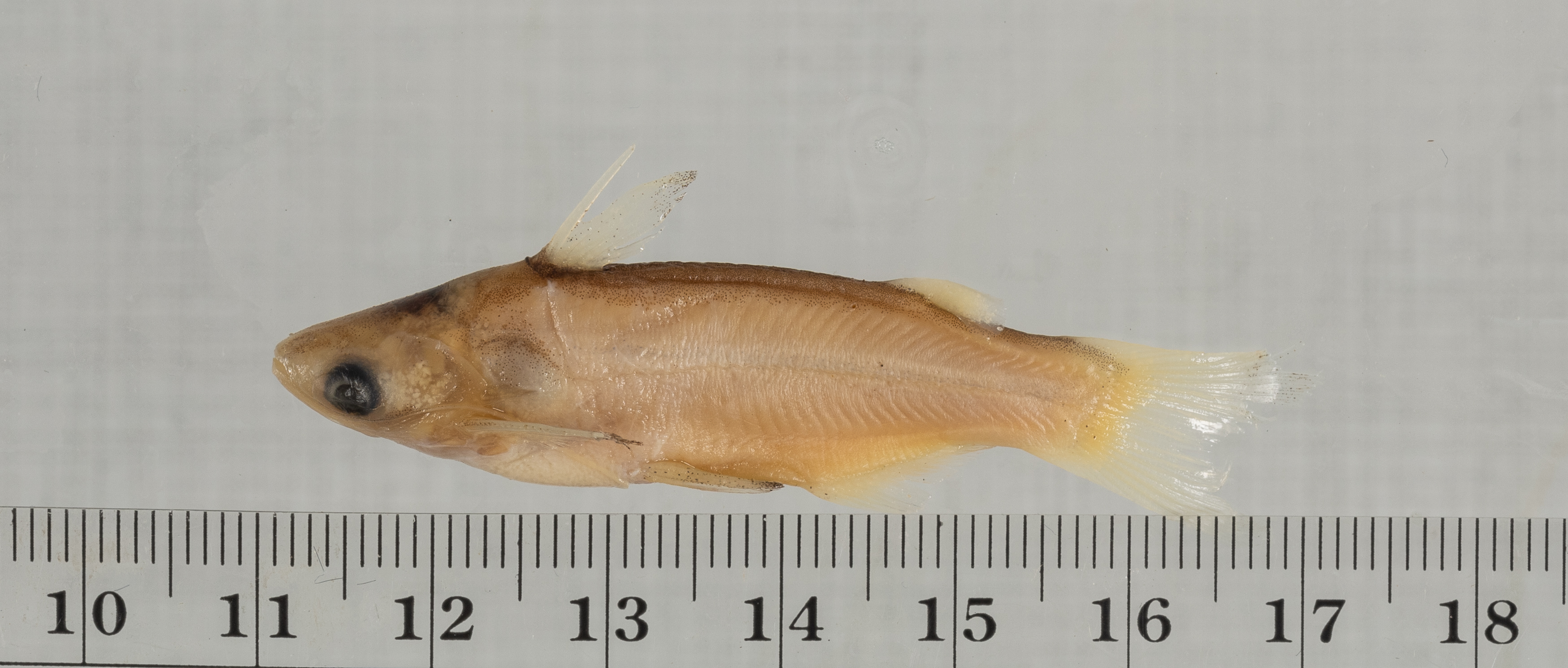 Benjamin's catfish (Entomocorus benjamini) — Auchenipteridae