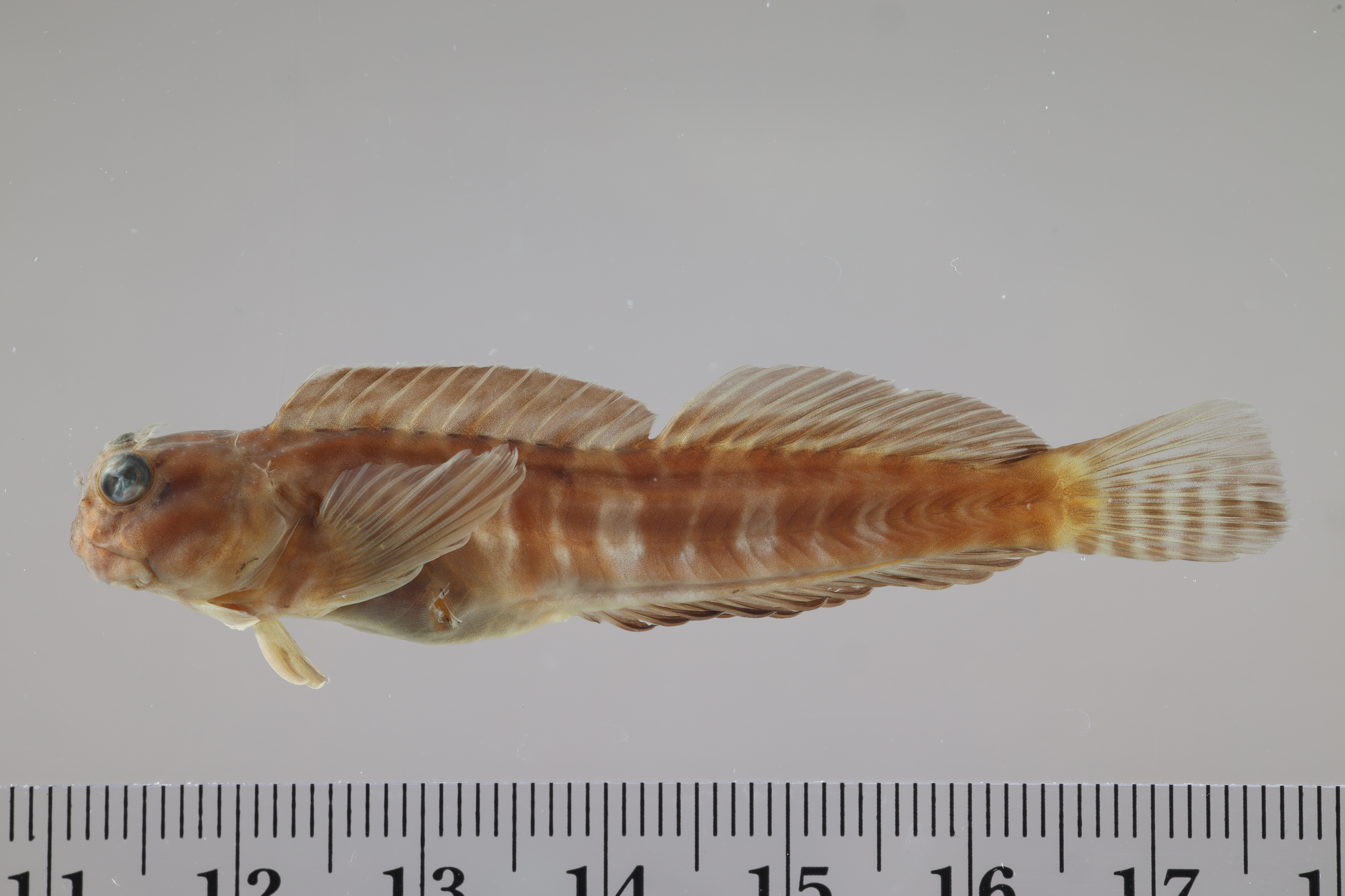 Rockpool blenny (Entomacrodus vomerinus) — Blenniidae — 2