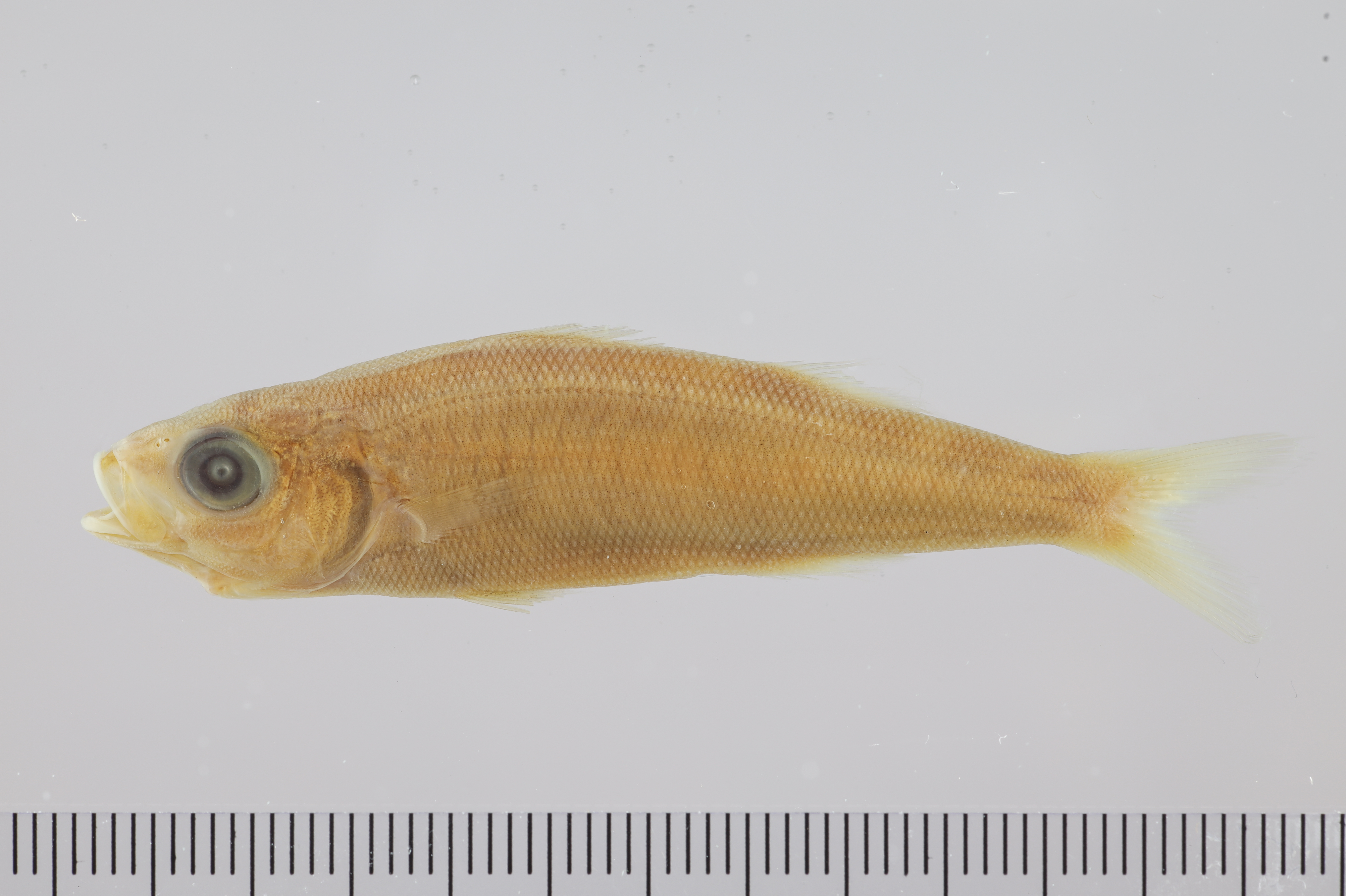 Red cover (Emmelichthys ruber) — Emmelichthyidae — 2