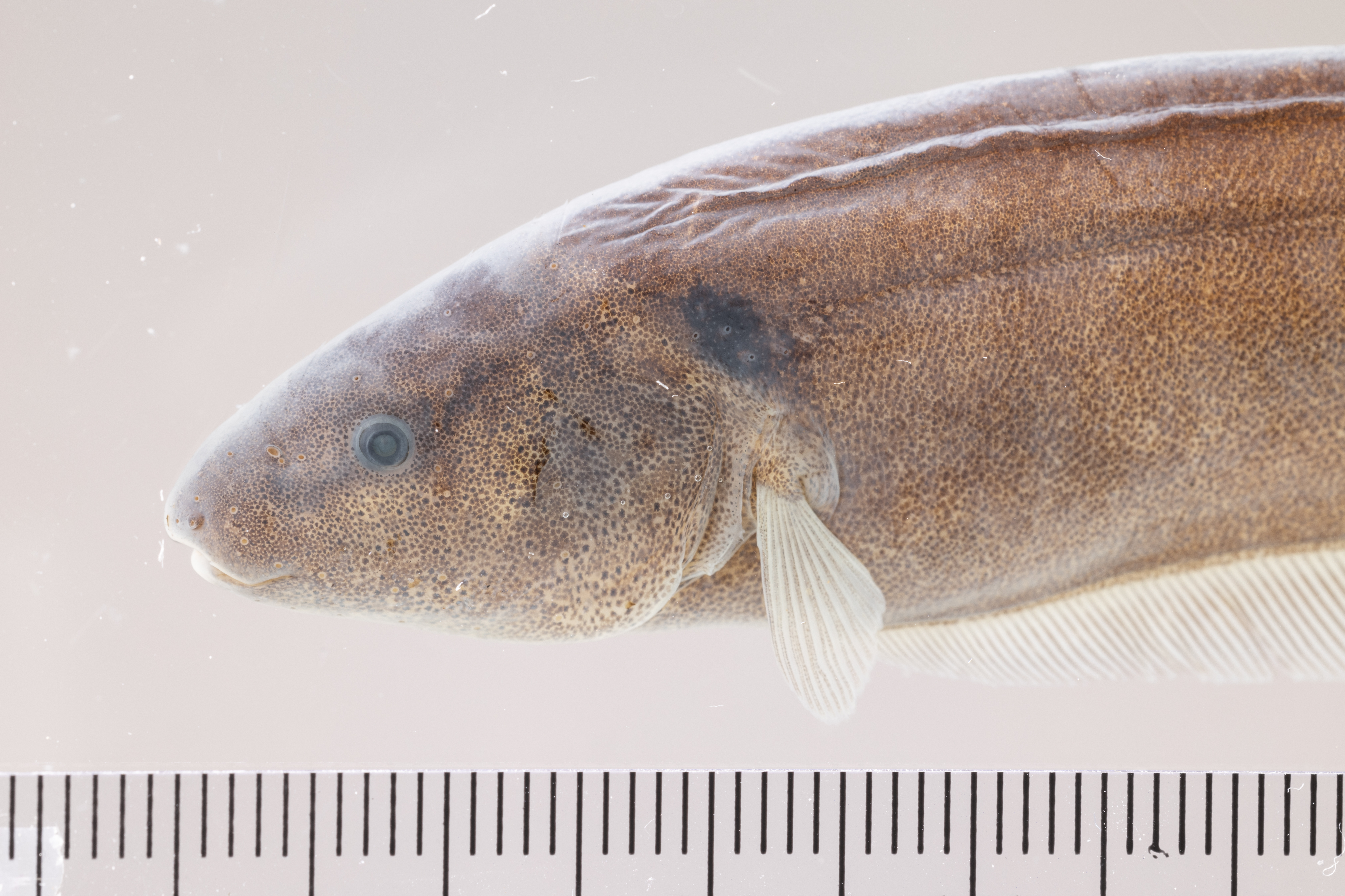 Longtail knifefish (Sternopygus macrurus) — Sternopygidae — 5