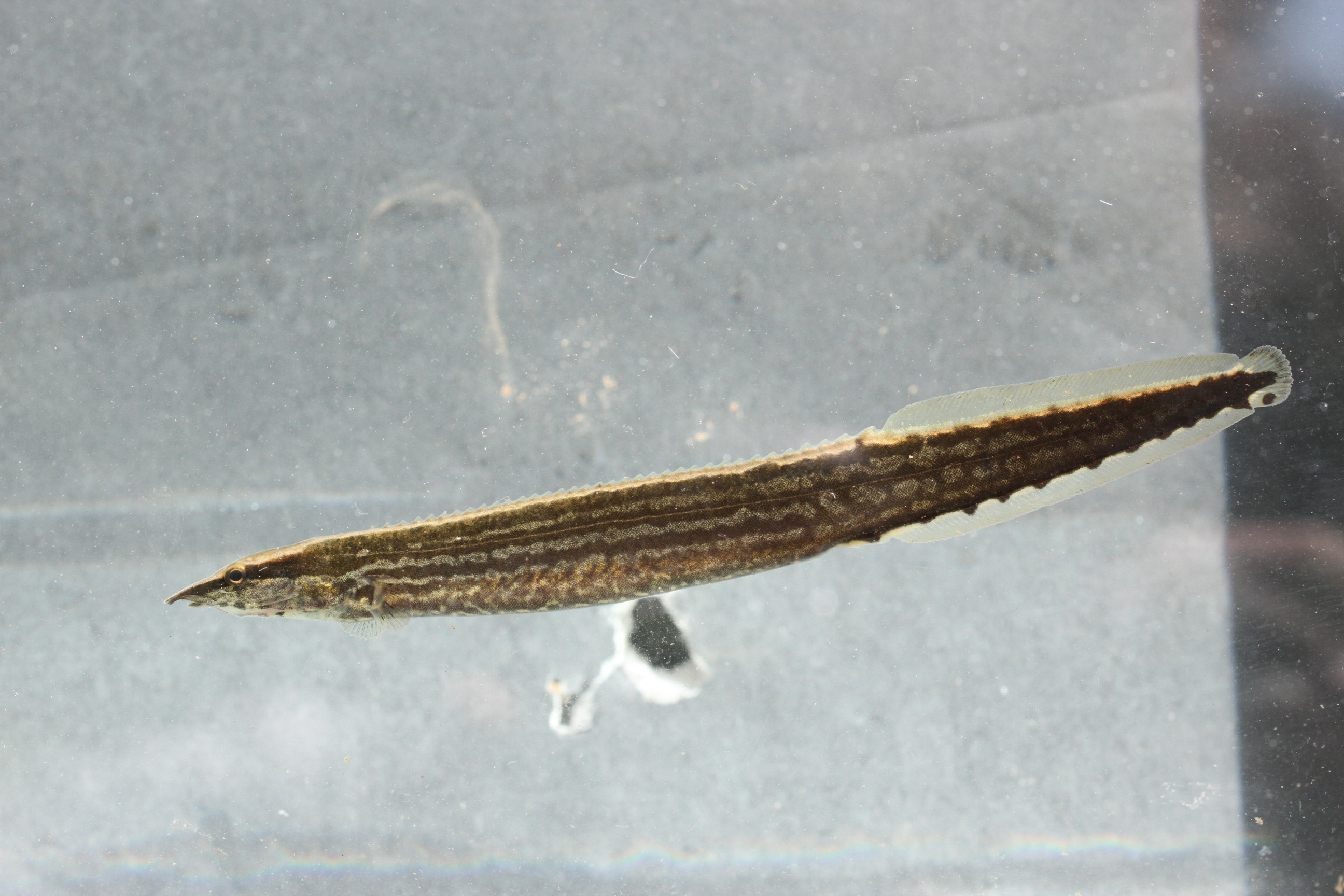 Marbled spiny eel (Mastacembelus armatus) — Mastacembelidae — 4