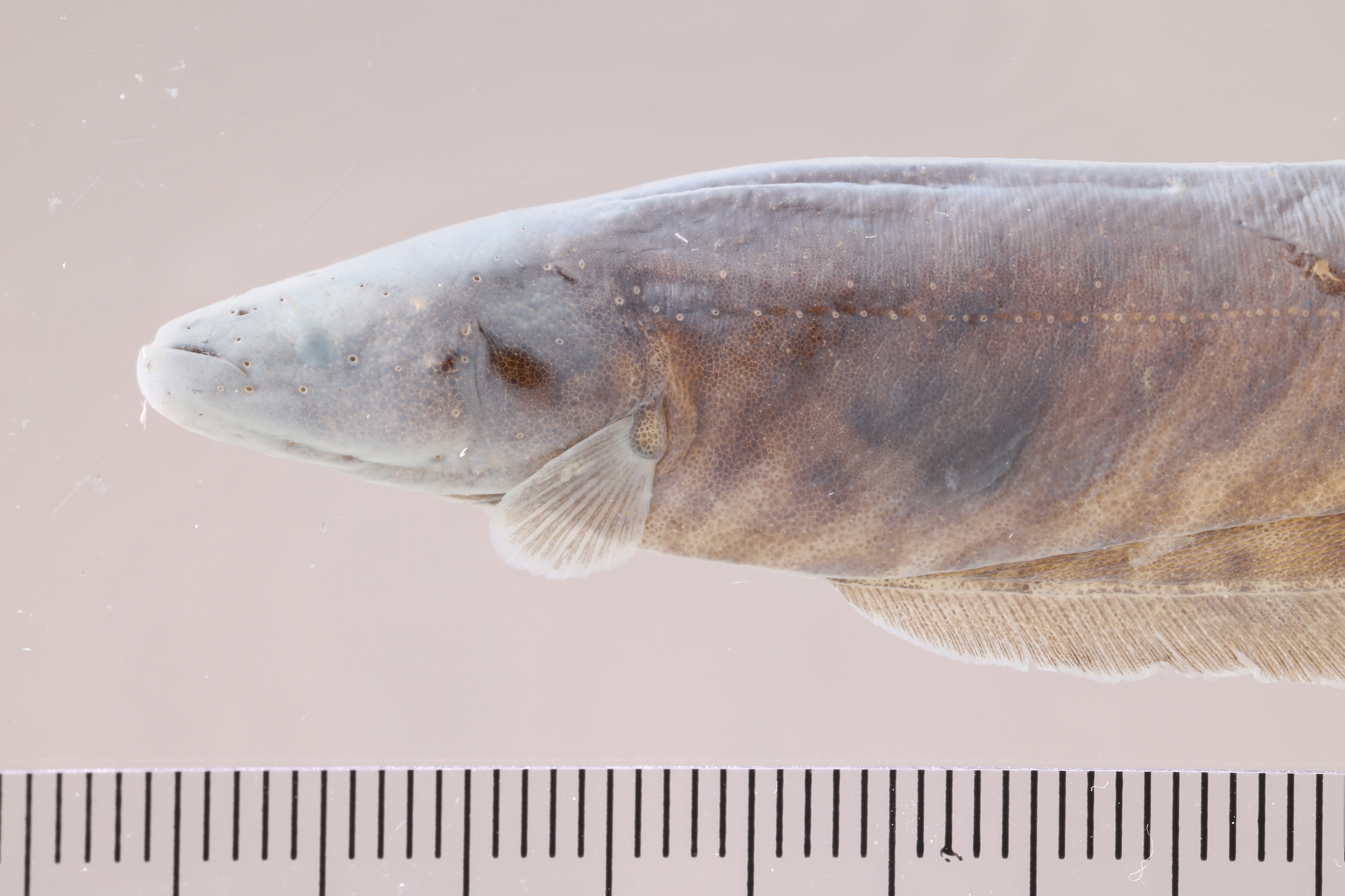 Banded knifefish (Gymnotus carapo) — Gymnotidae — 5