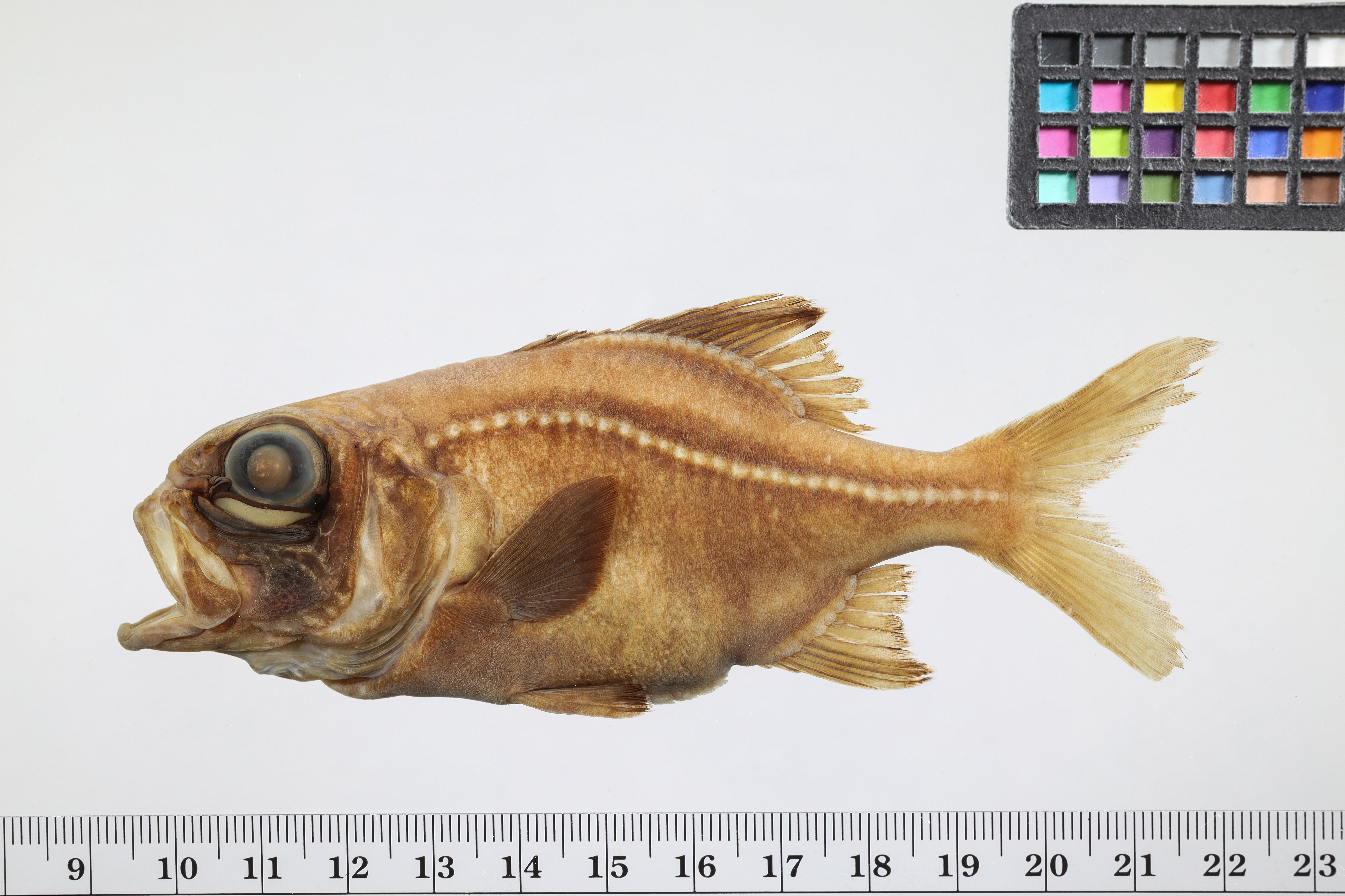 Atlantic flashlightfish (Kryptophanaron alfredi) — Anomalopidae