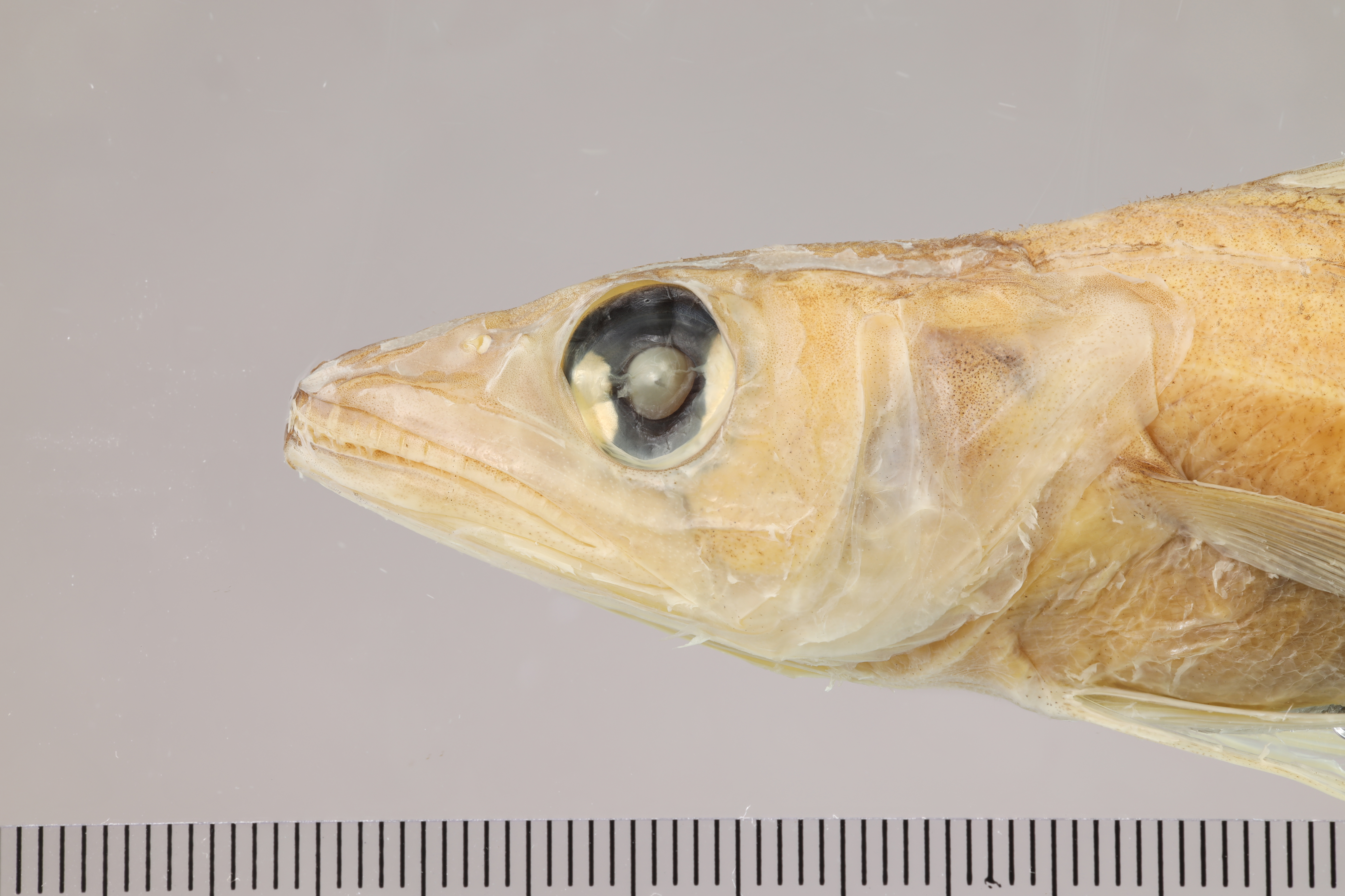 Offshore silver hake (Merluccius albidus) — Merlucciidae — 3