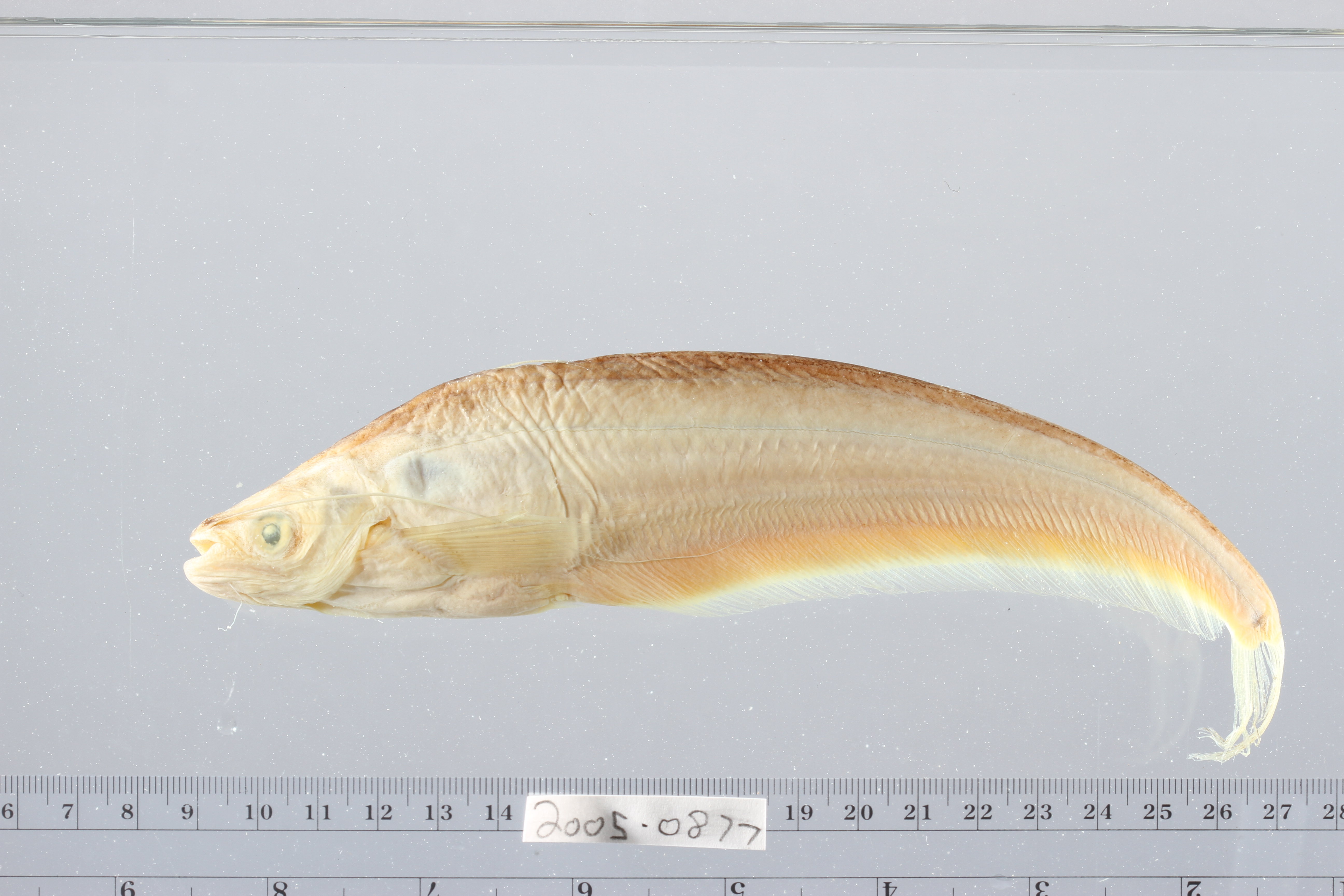 Butter catfish (Ompok hypophthalmus) — Siluridae — 3