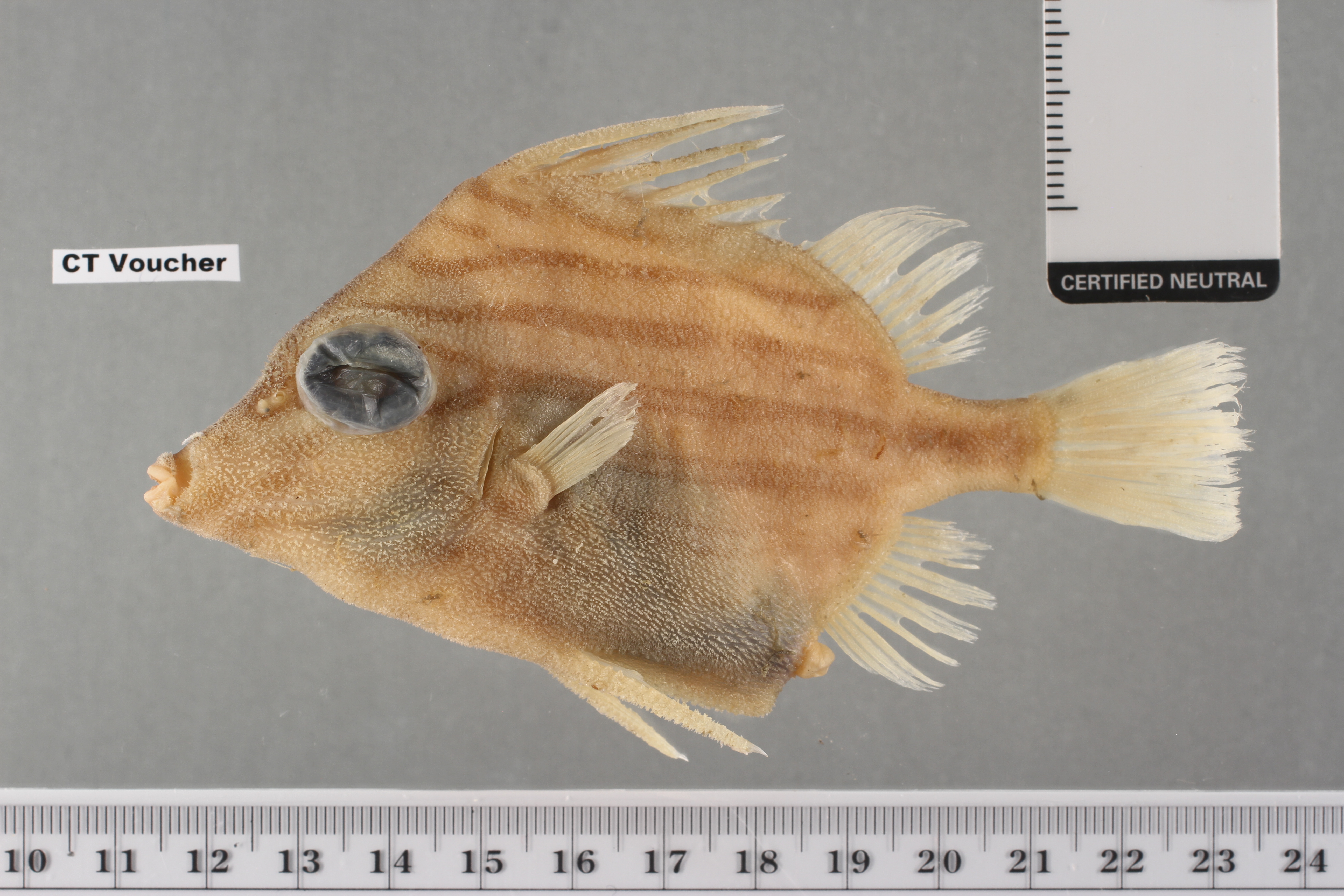 Jambeau (Parahollardia lineata) — Triacanthodidae — 3