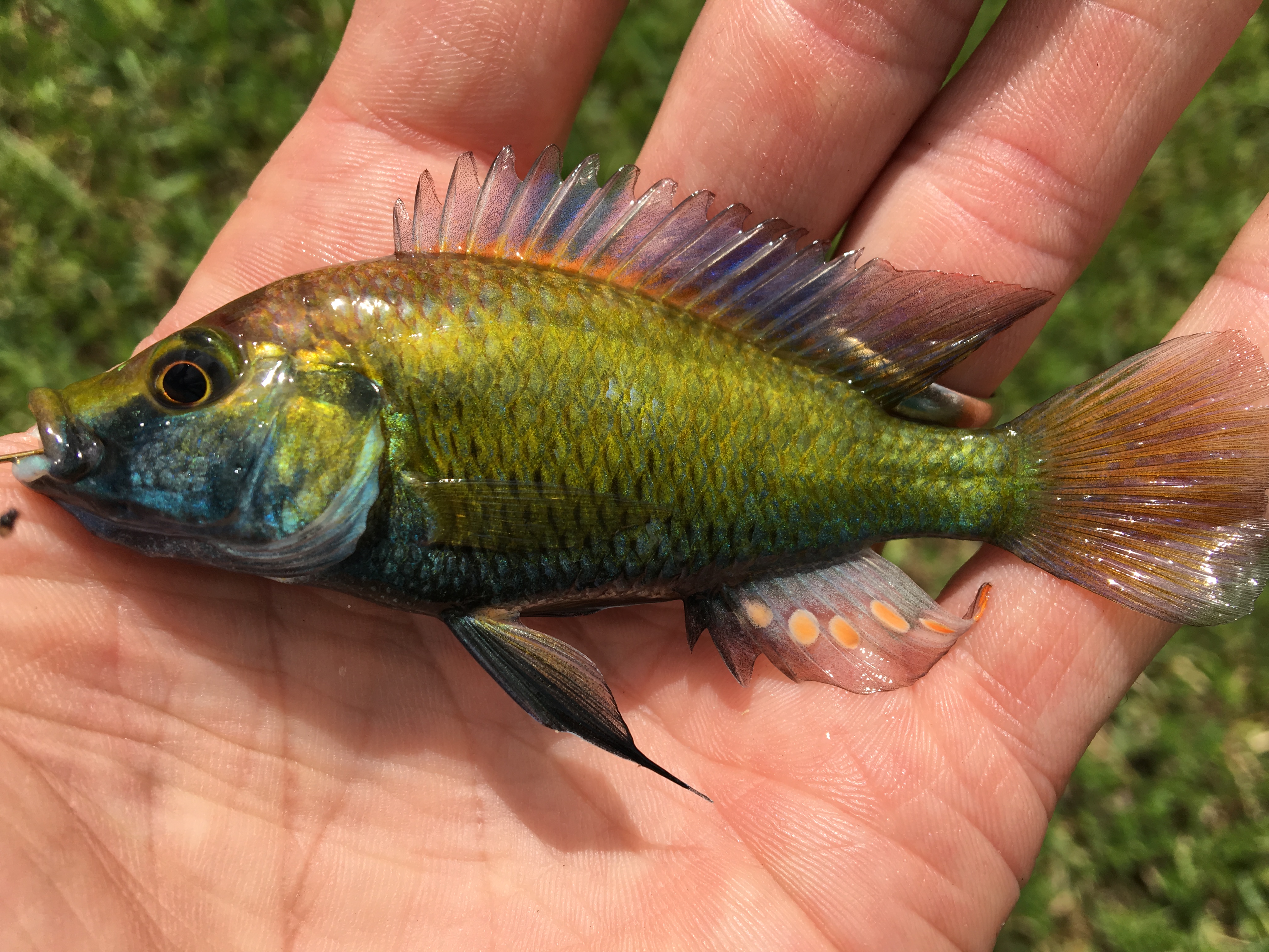 Eastern bream (Astatotilapia calliptera) — Cichlidae — 2