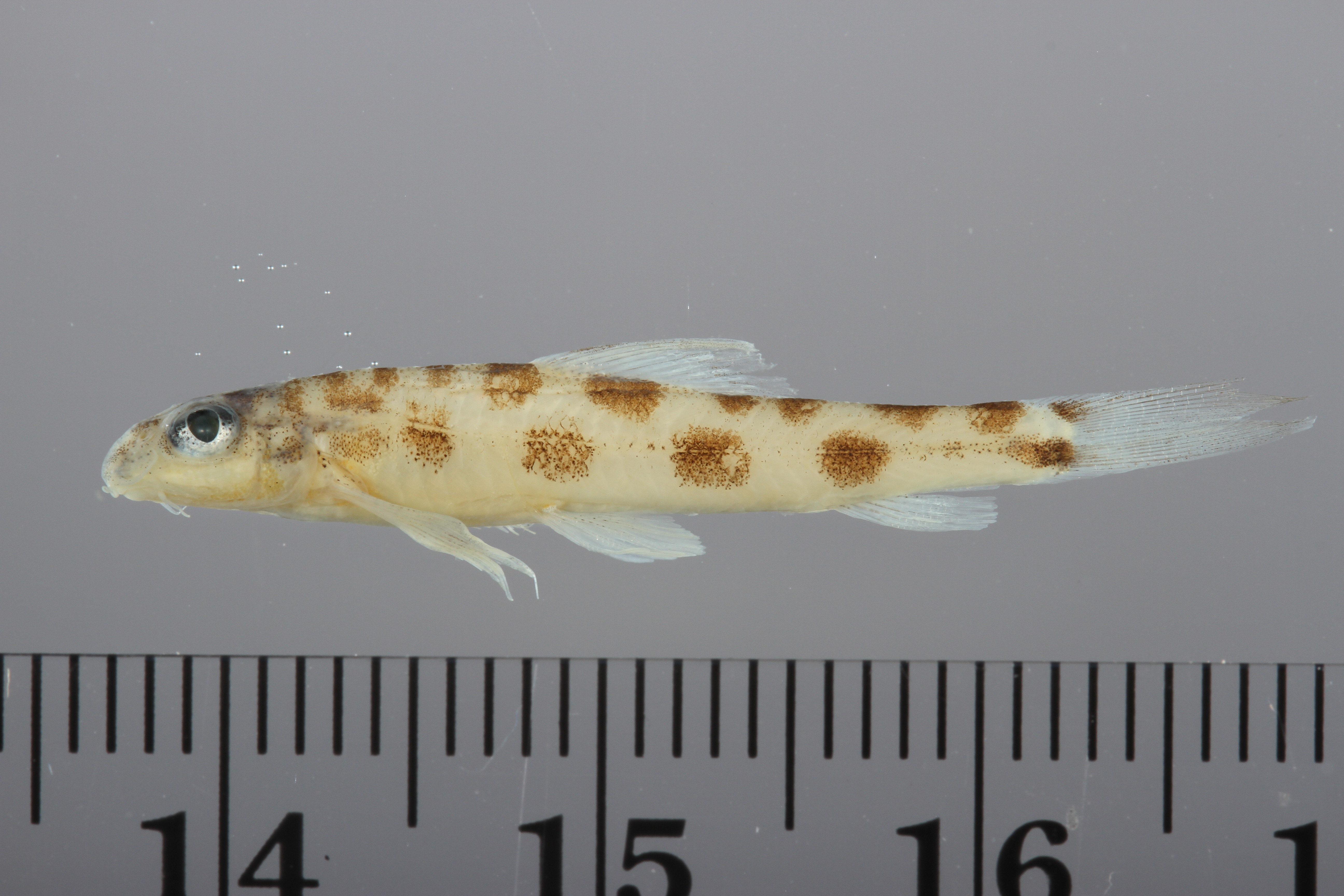 Baenzigers bermpje (Tuberoschistura baenzigeri) — Nemacheilidae — 2