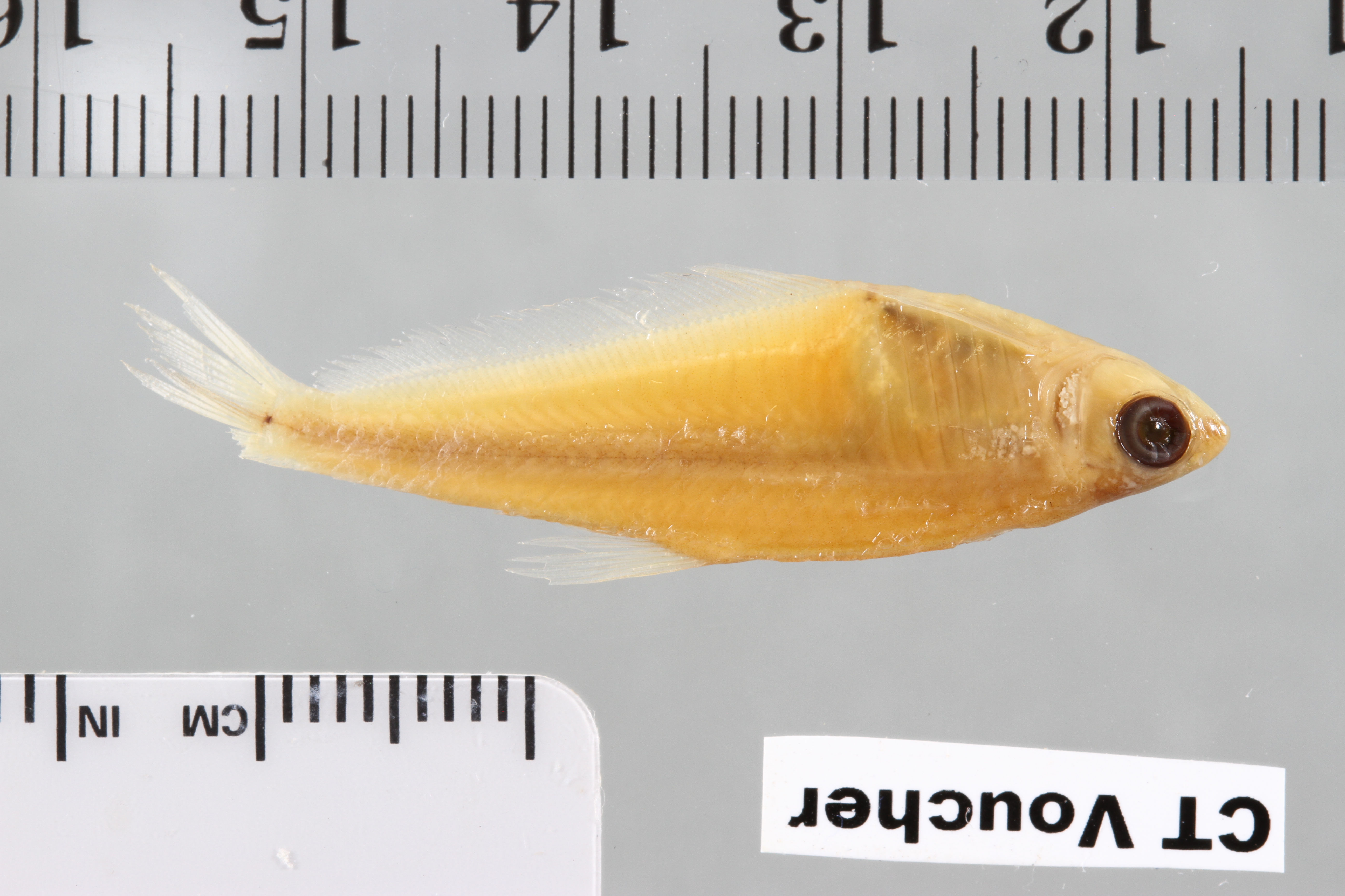 Phenagoniates macrolepis