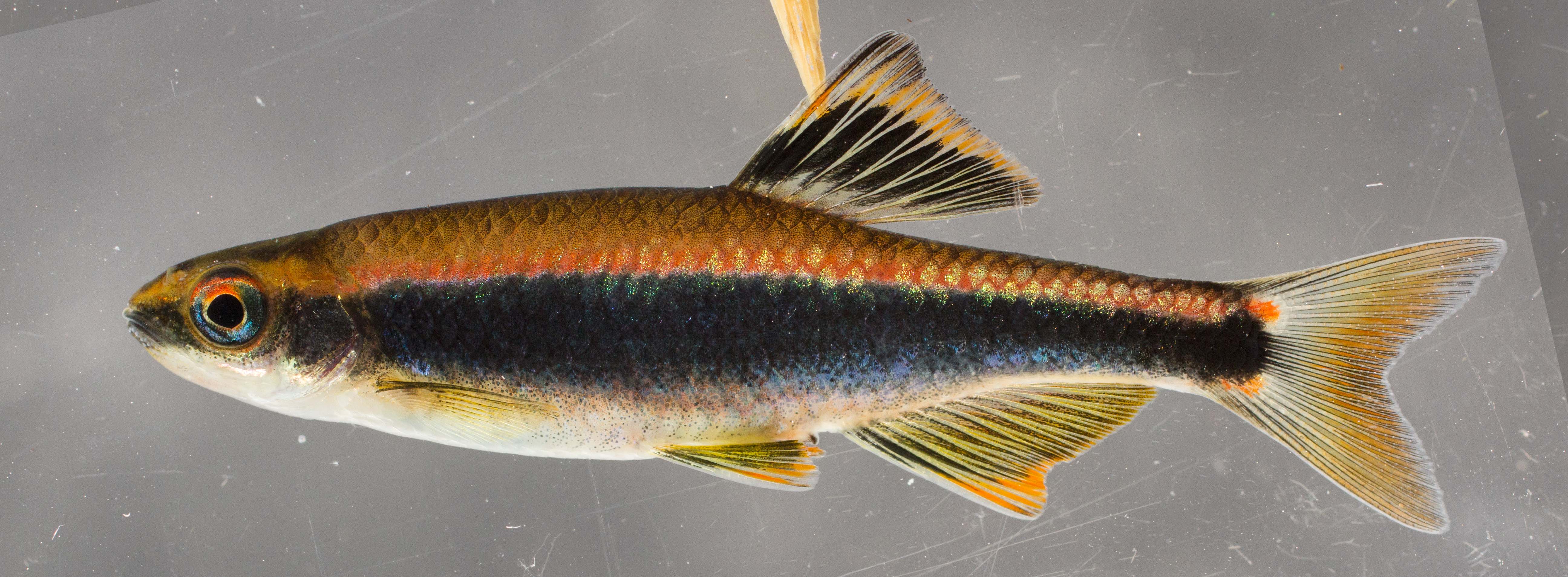 Metaal-glansvis (Pteronotropis metallicus) — Cyprinidae — 4