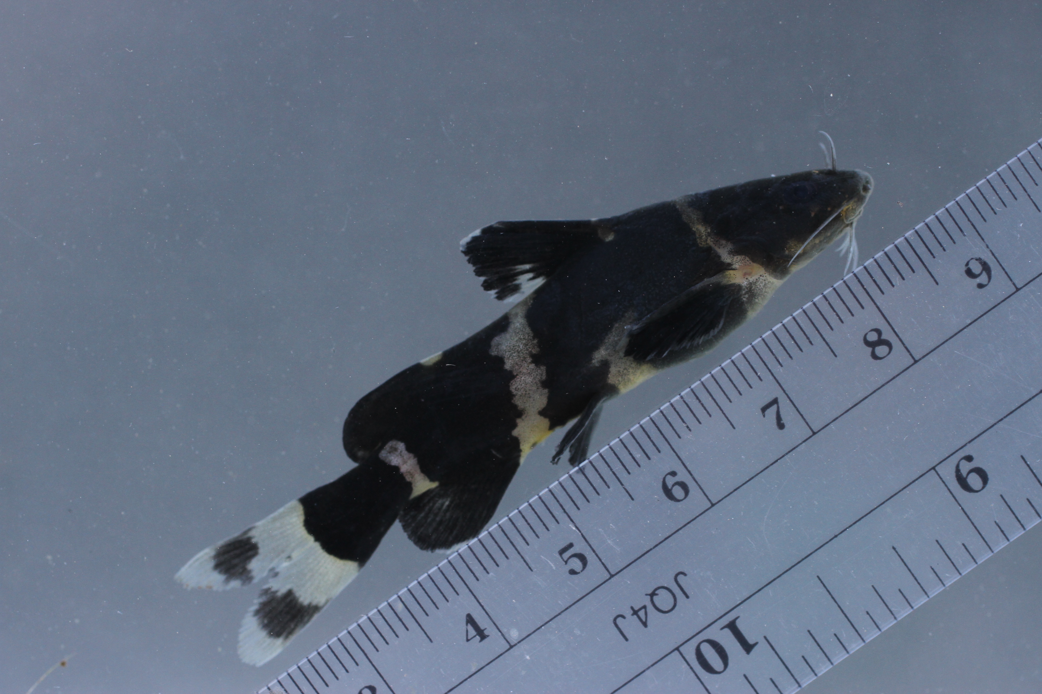 Asian bumblebee catfish (Pseudomystus siamensis) — Bagridae — 3