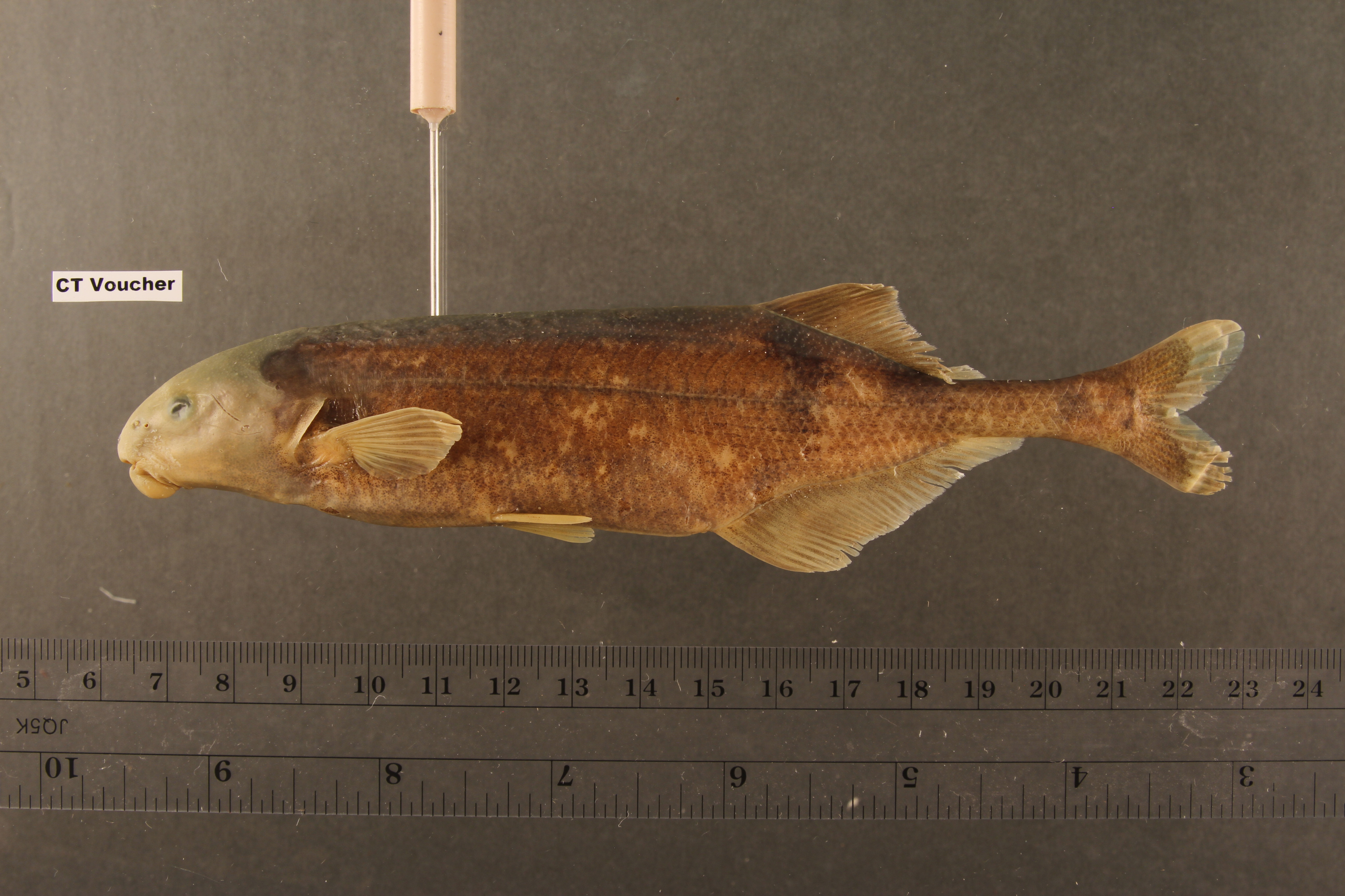 Livingstones olifantvis (Marcusenius livingstonii) — Mormyridae — 2