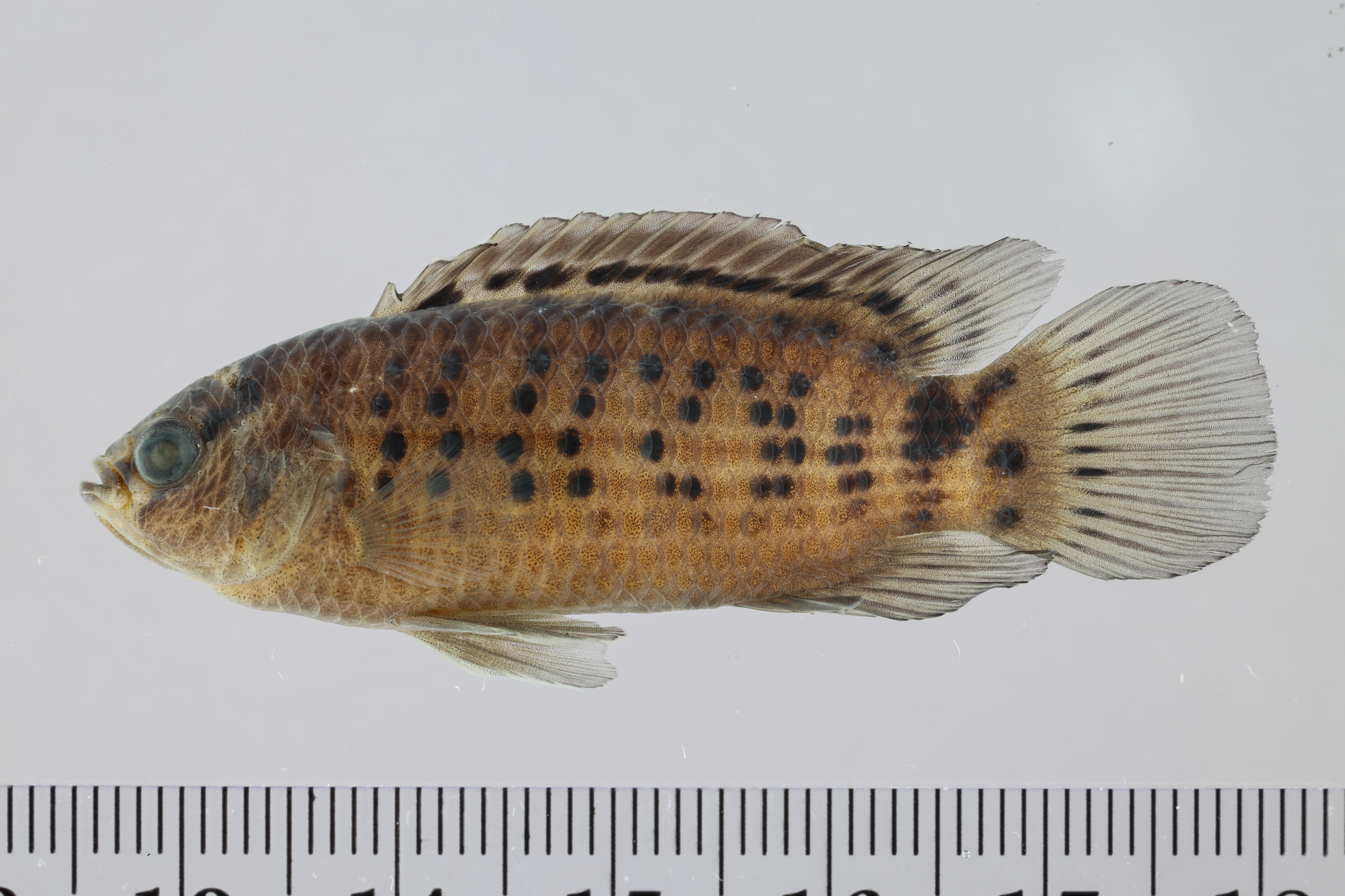 Badis (Badis badis) — Badidae — 3
