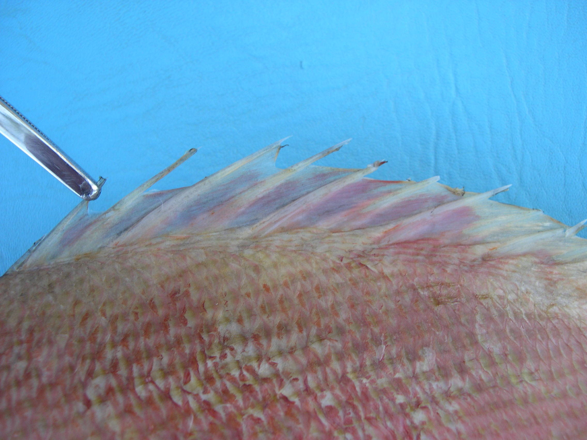 Lutjanus erythropterus thumbnail