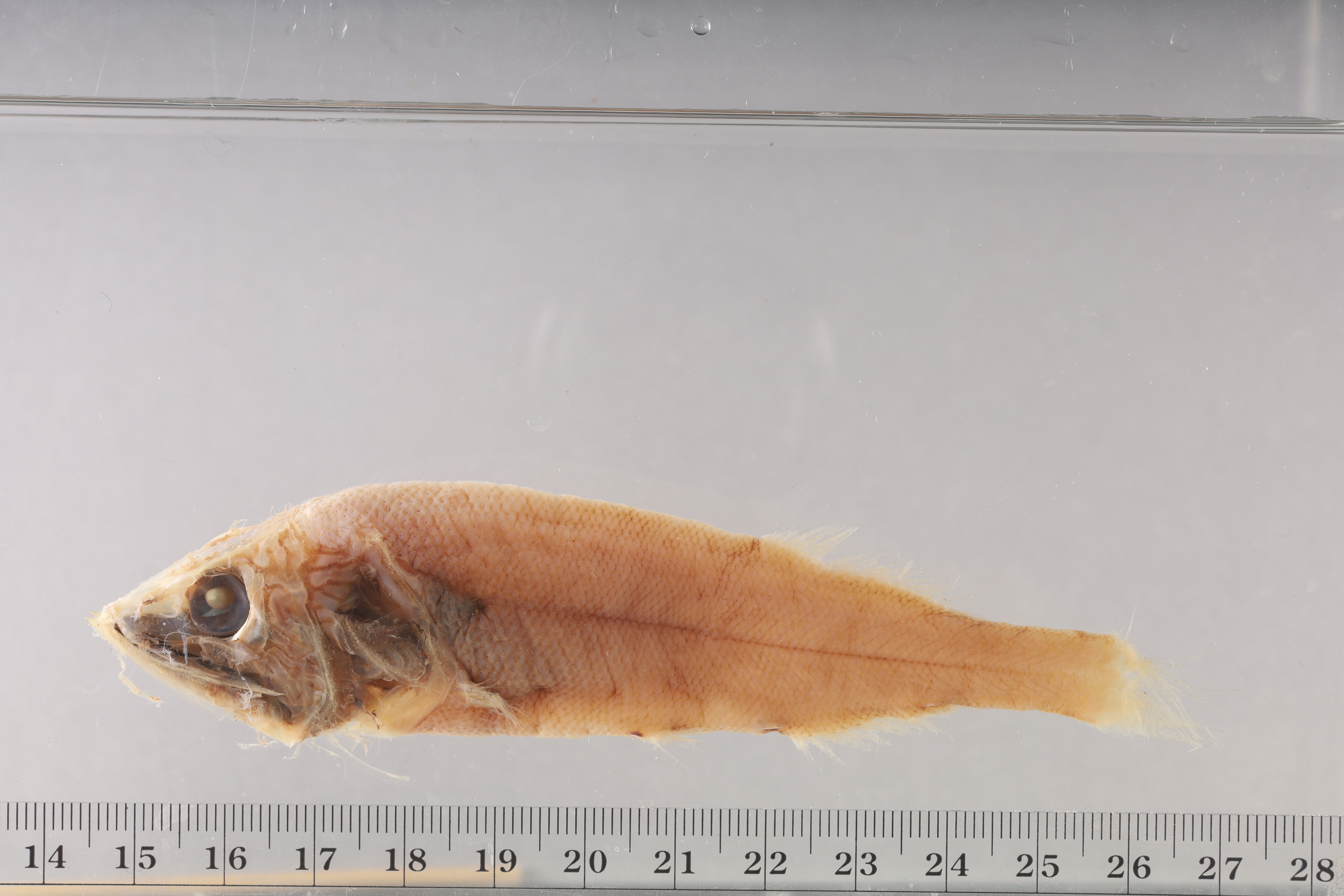 Maulisia mauli thumbnail
