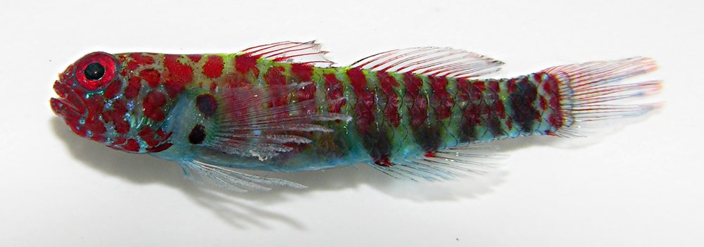 Distigma Eviota (Eviota distigma) — Gobiidae — 5