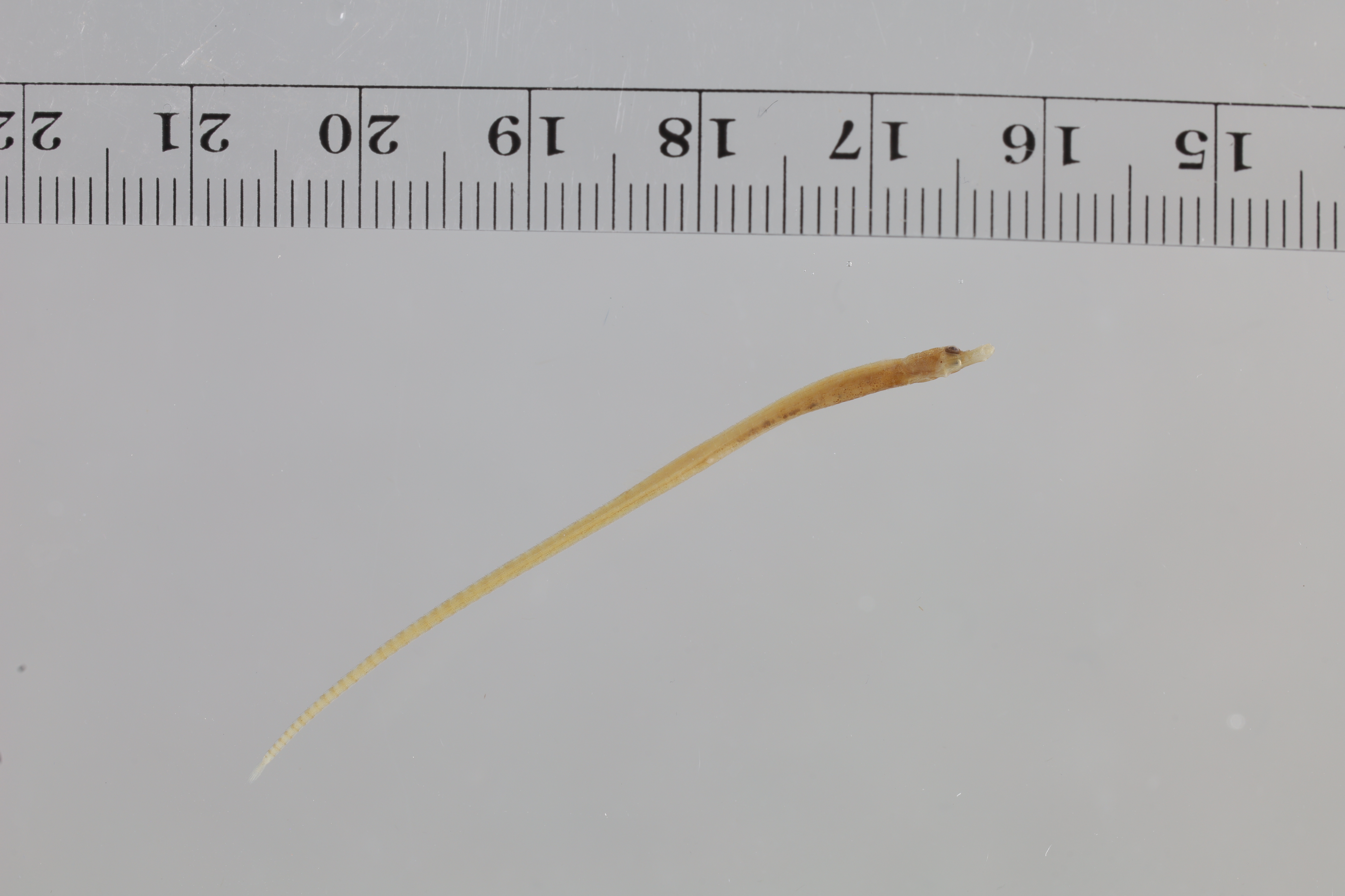 Barbed pipefish (Bhanotia fasciolata) — Syngnathidae