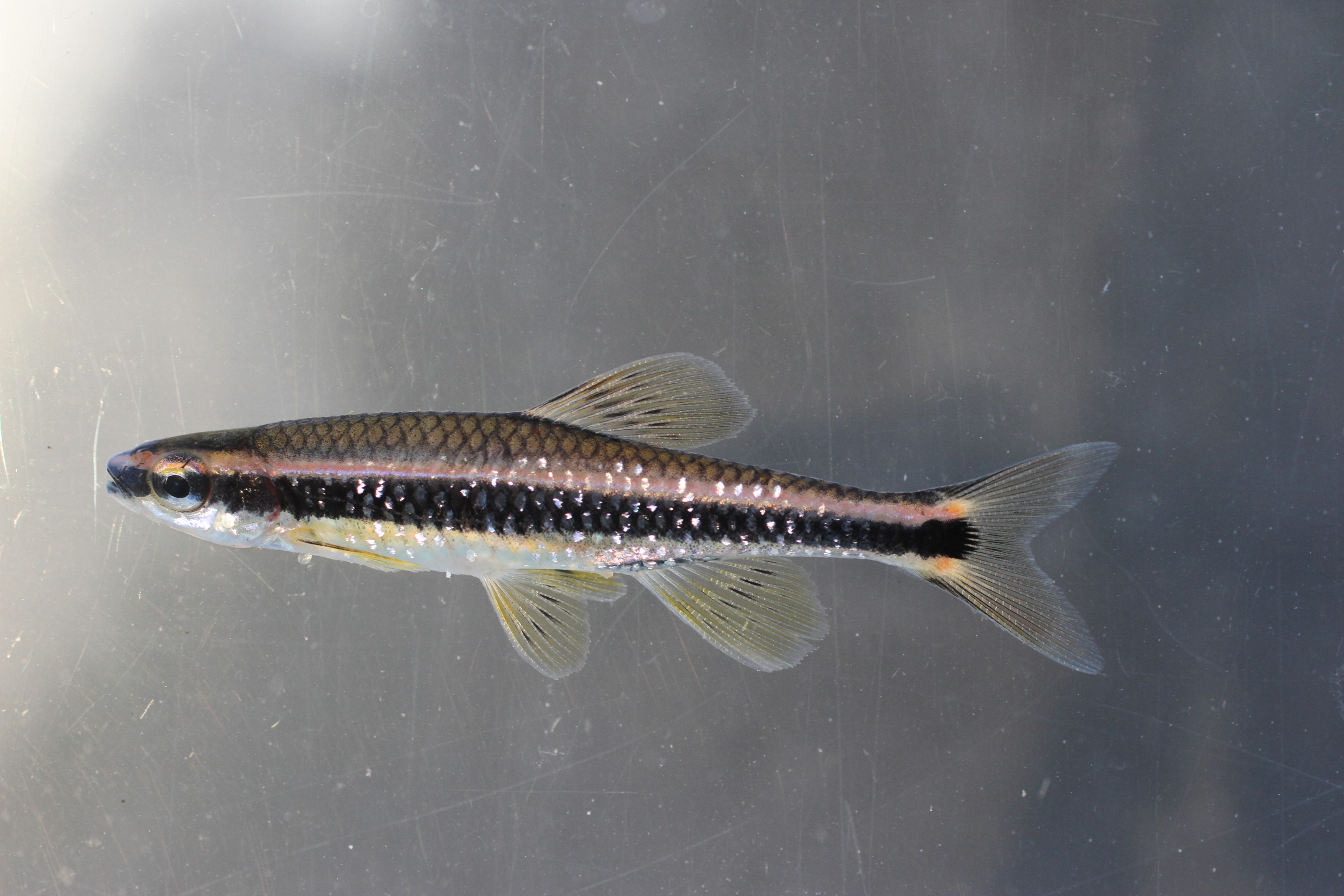 Bluenose shiner (Pteronotropis welaka) — Cyprinidae — 4