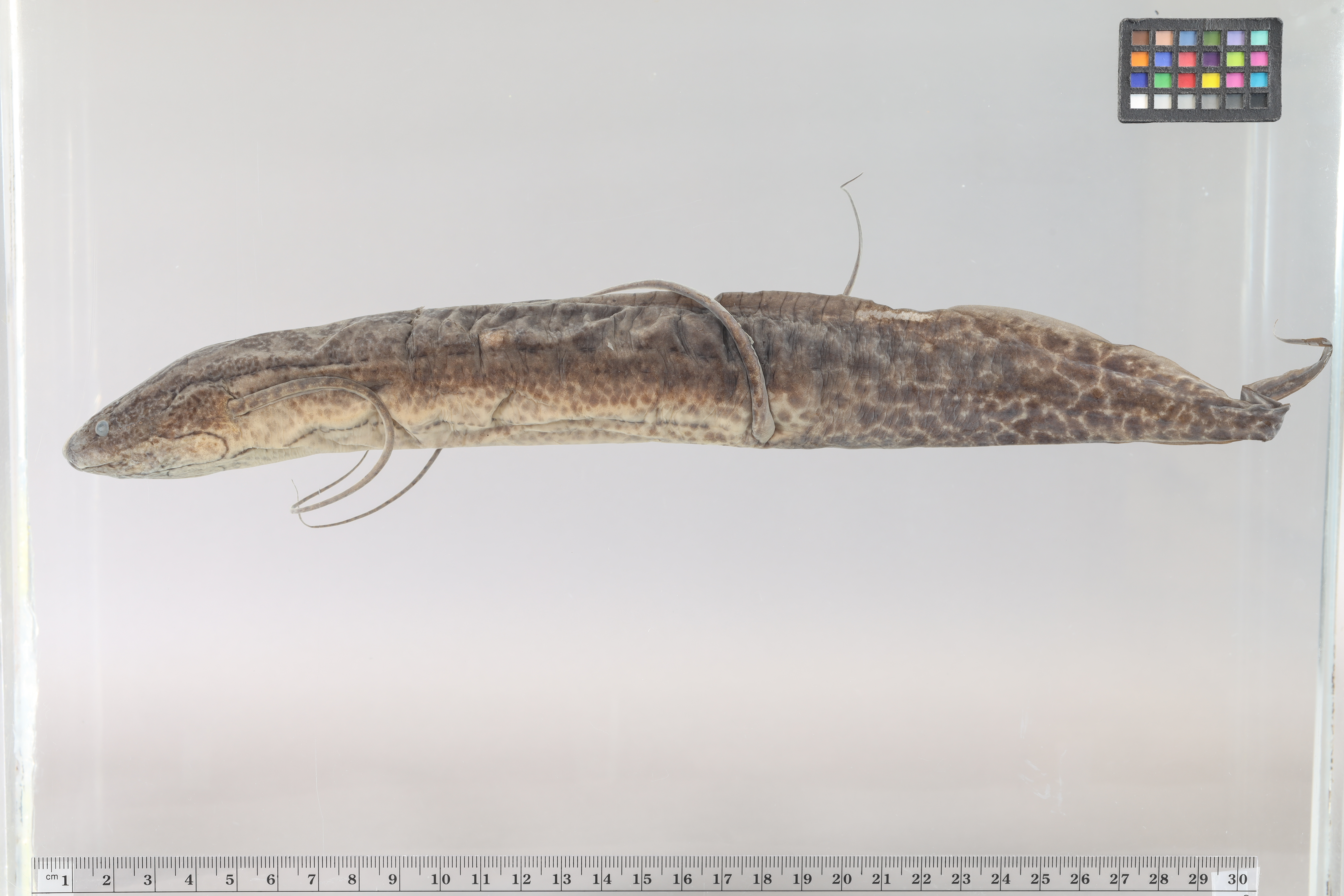 Lungfish (Protopterus aethiopicus) — Protopteridae — 3