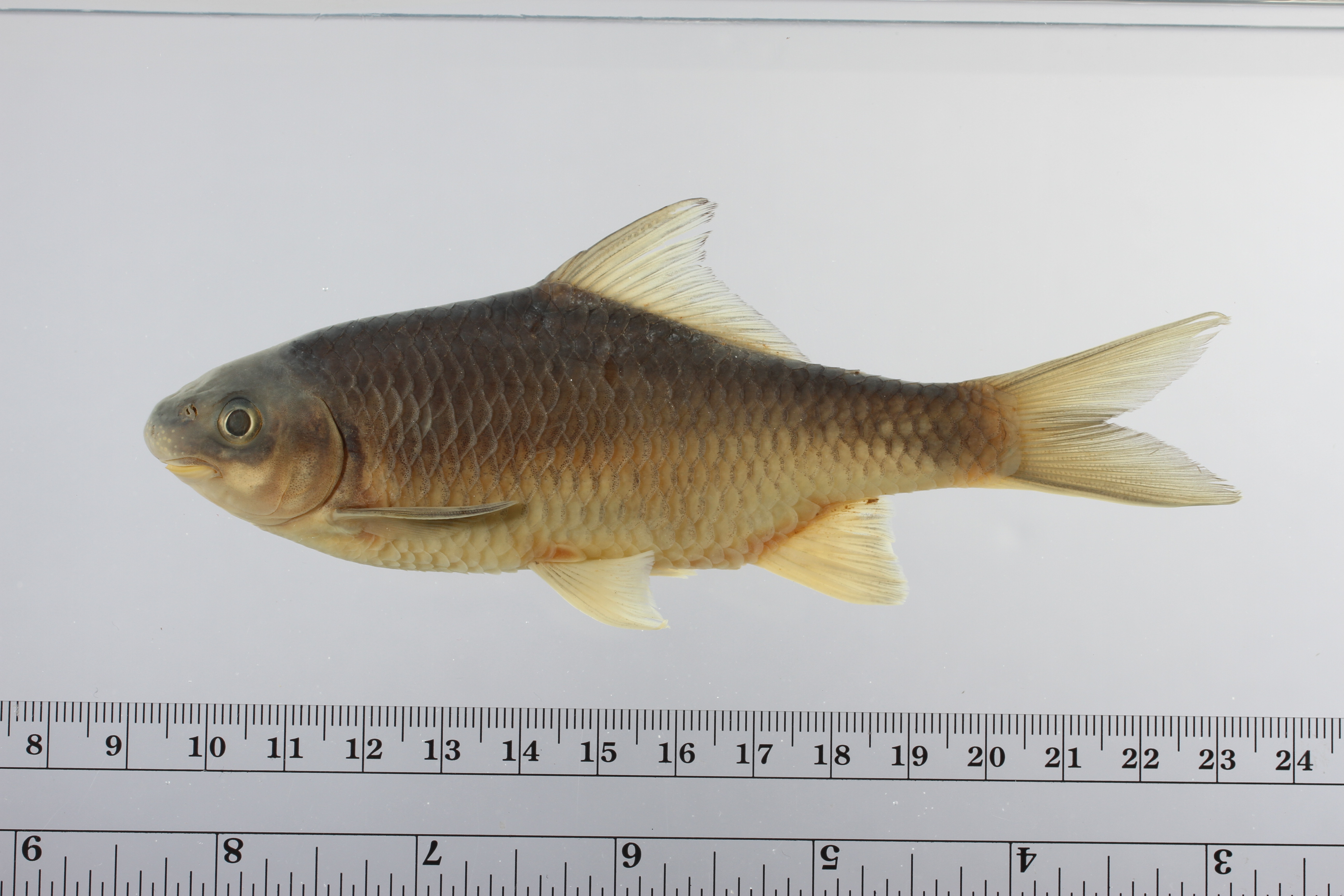 Scaphiodonichthys burmanicus thumbnail