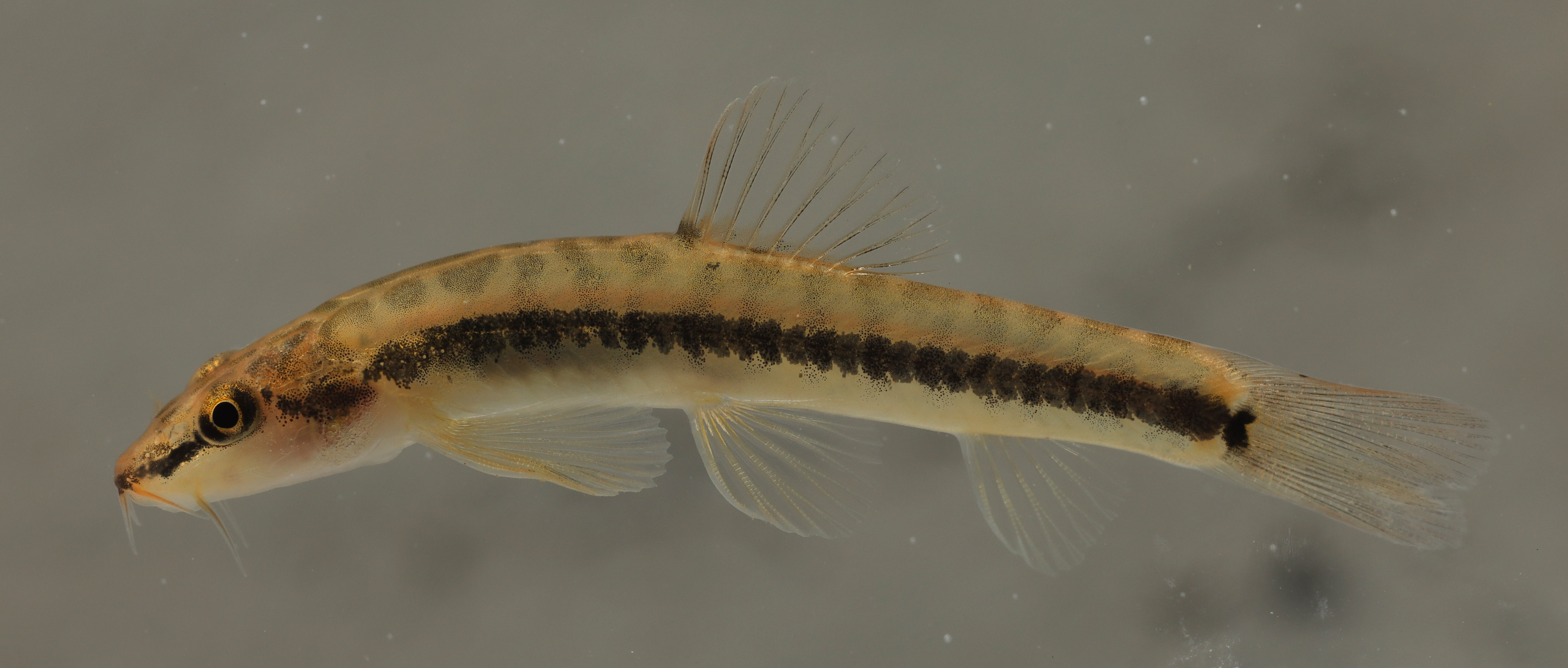 Schistura pantherina Page, Plongsesthee & Randall, 2012