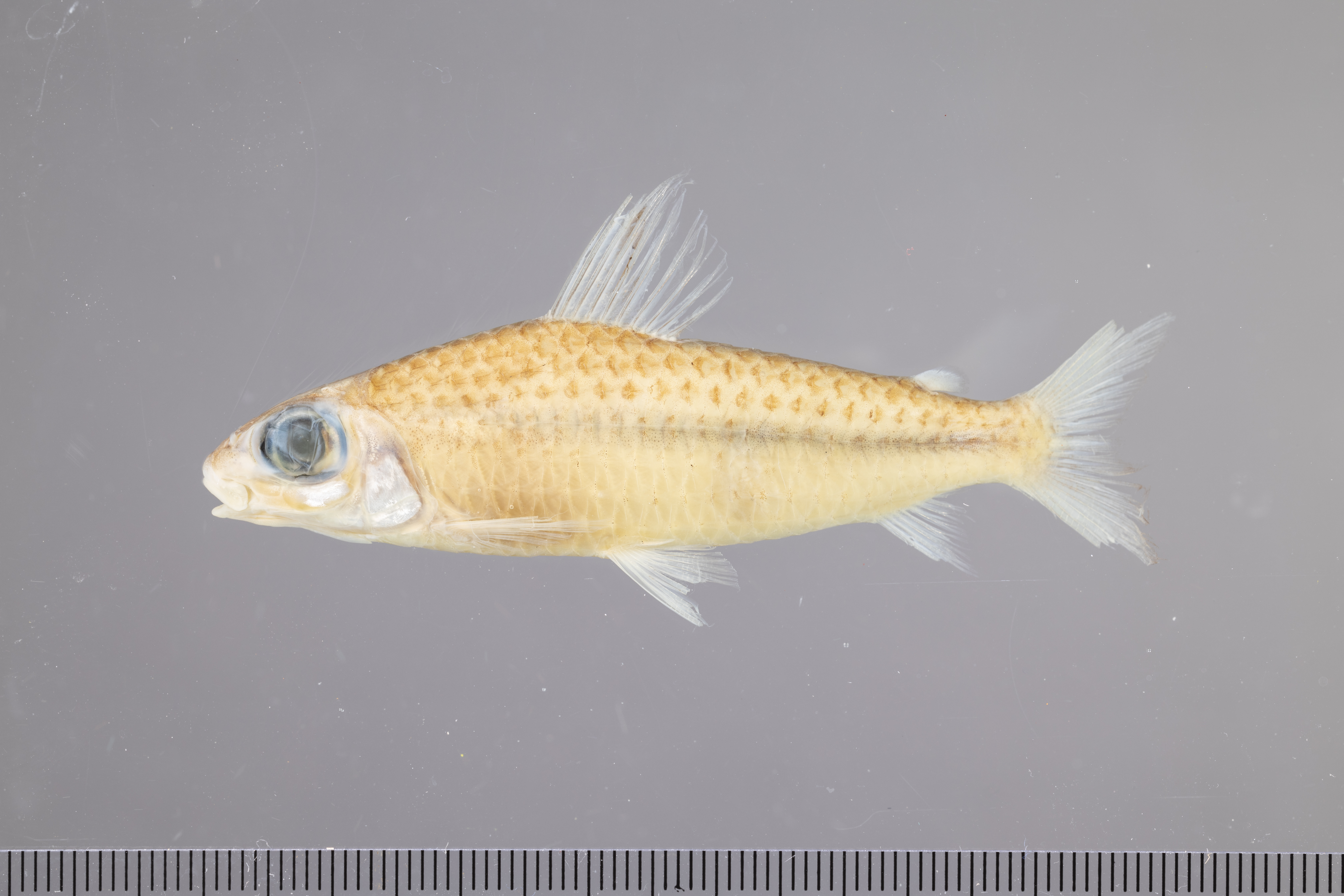 Caenotropus labyrinthicus