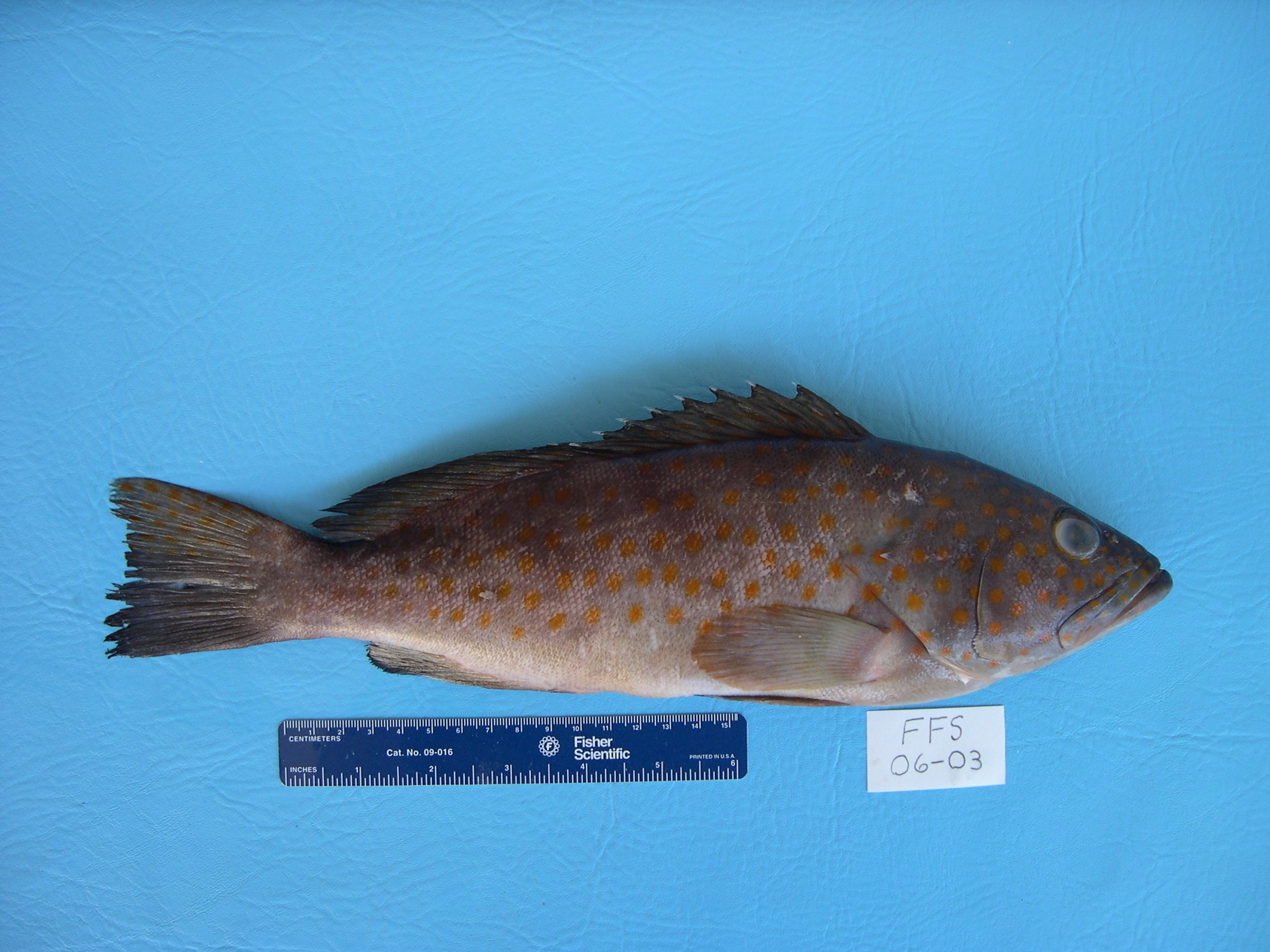 Epinephelus bleekeri thumbnail