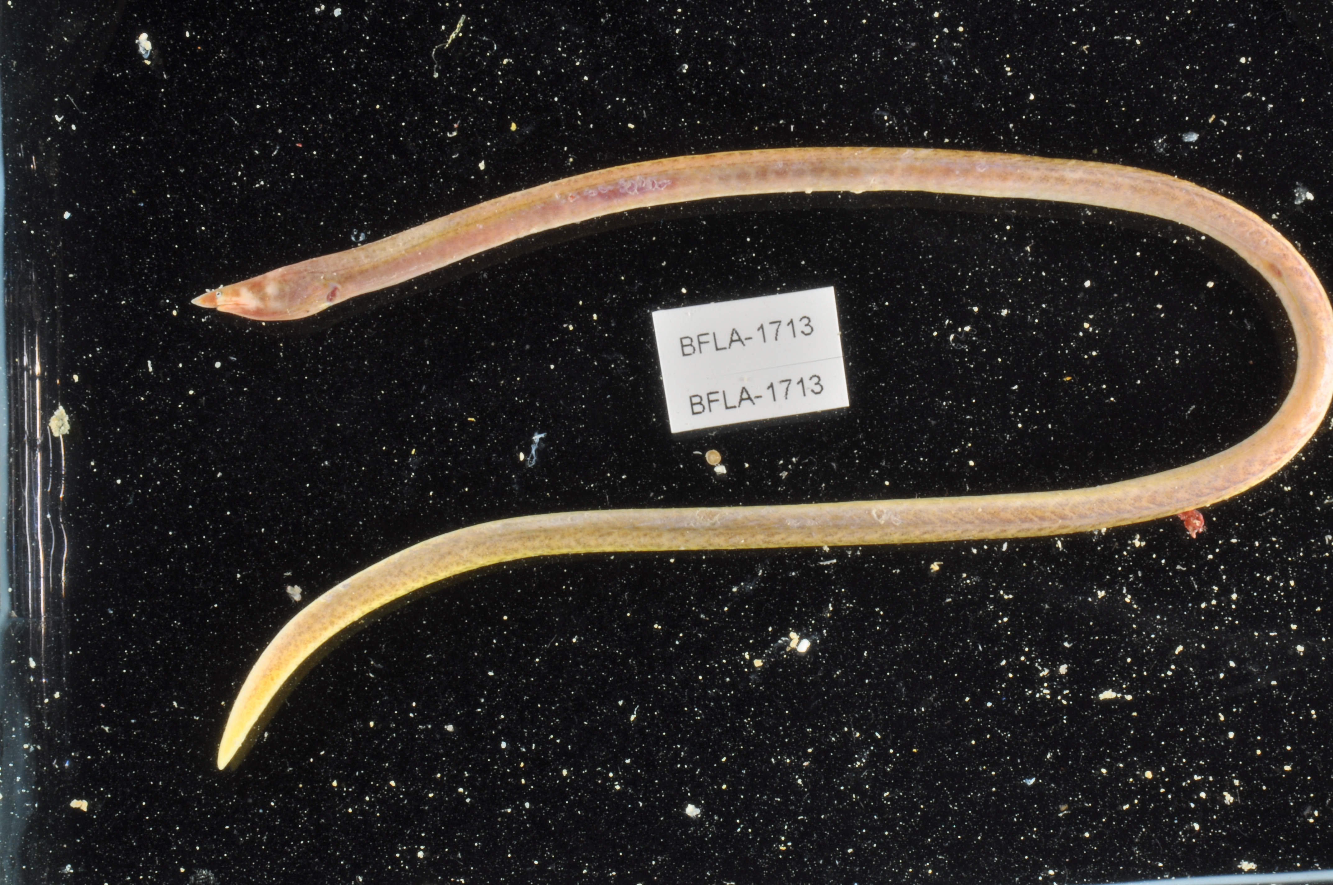 Apterichtus kendalli thumbnail