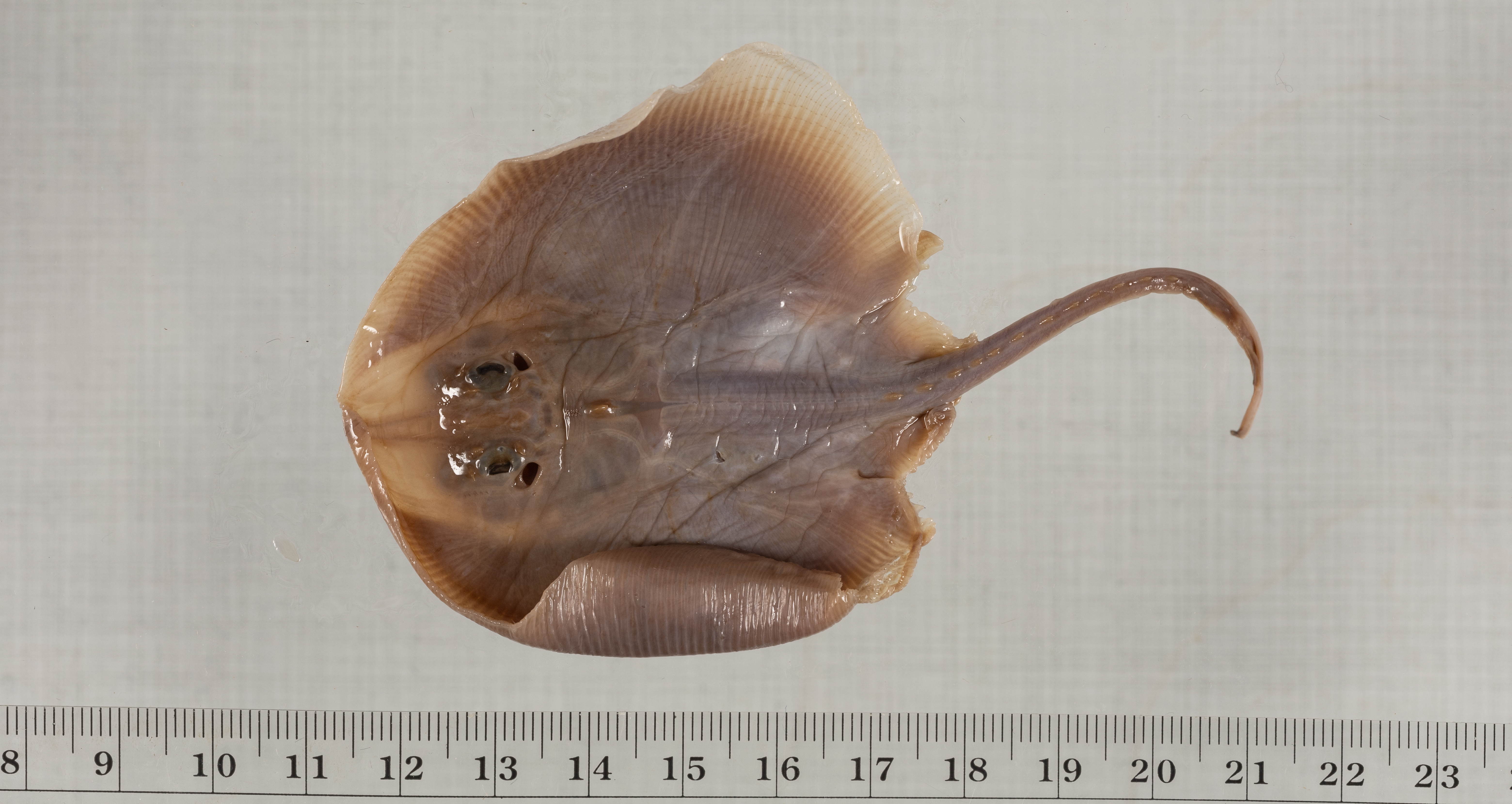 Ocellate spot skate (Okamejei kenojei) — Rajidae — 2