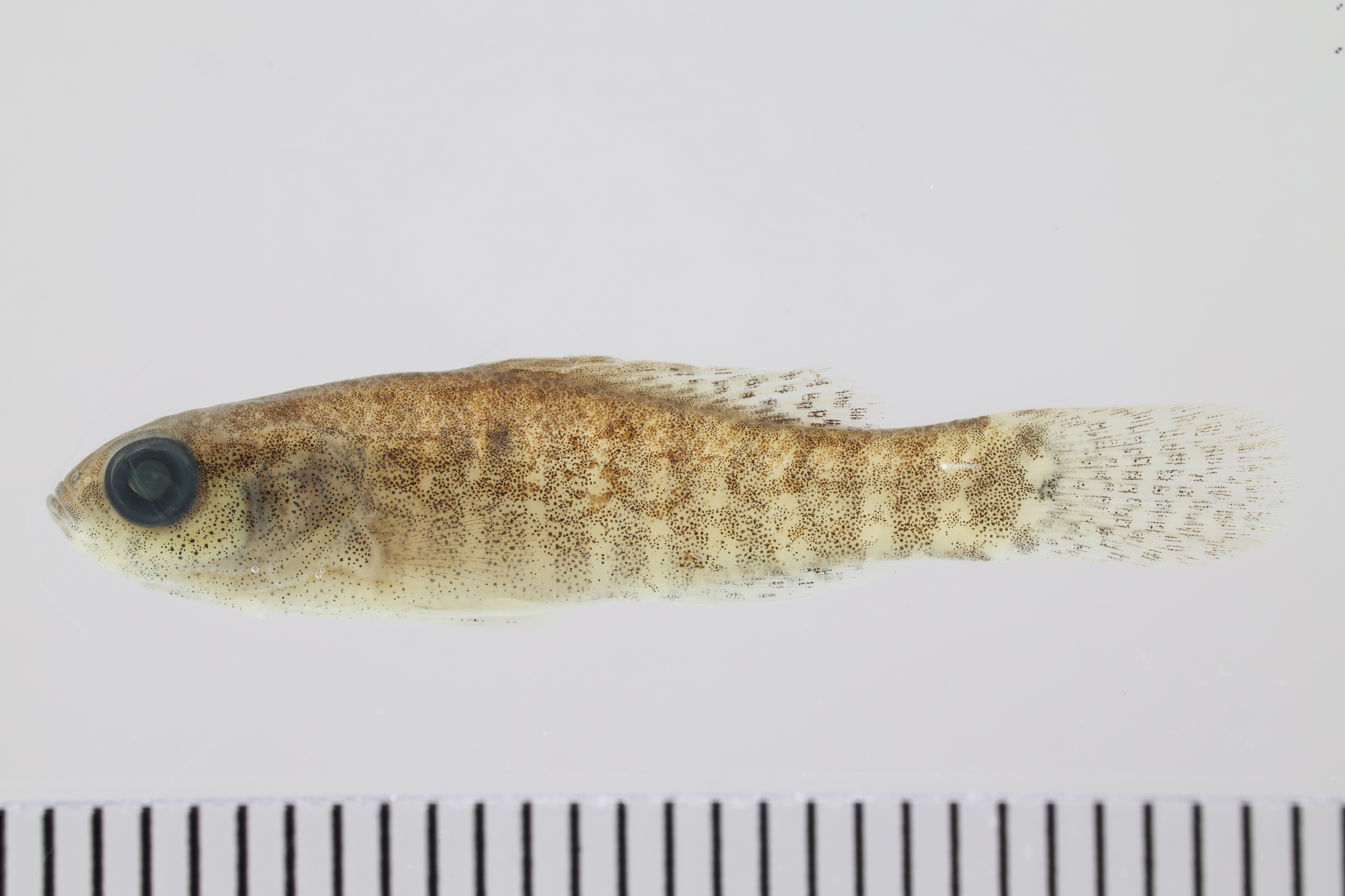 Elassoma zonatum