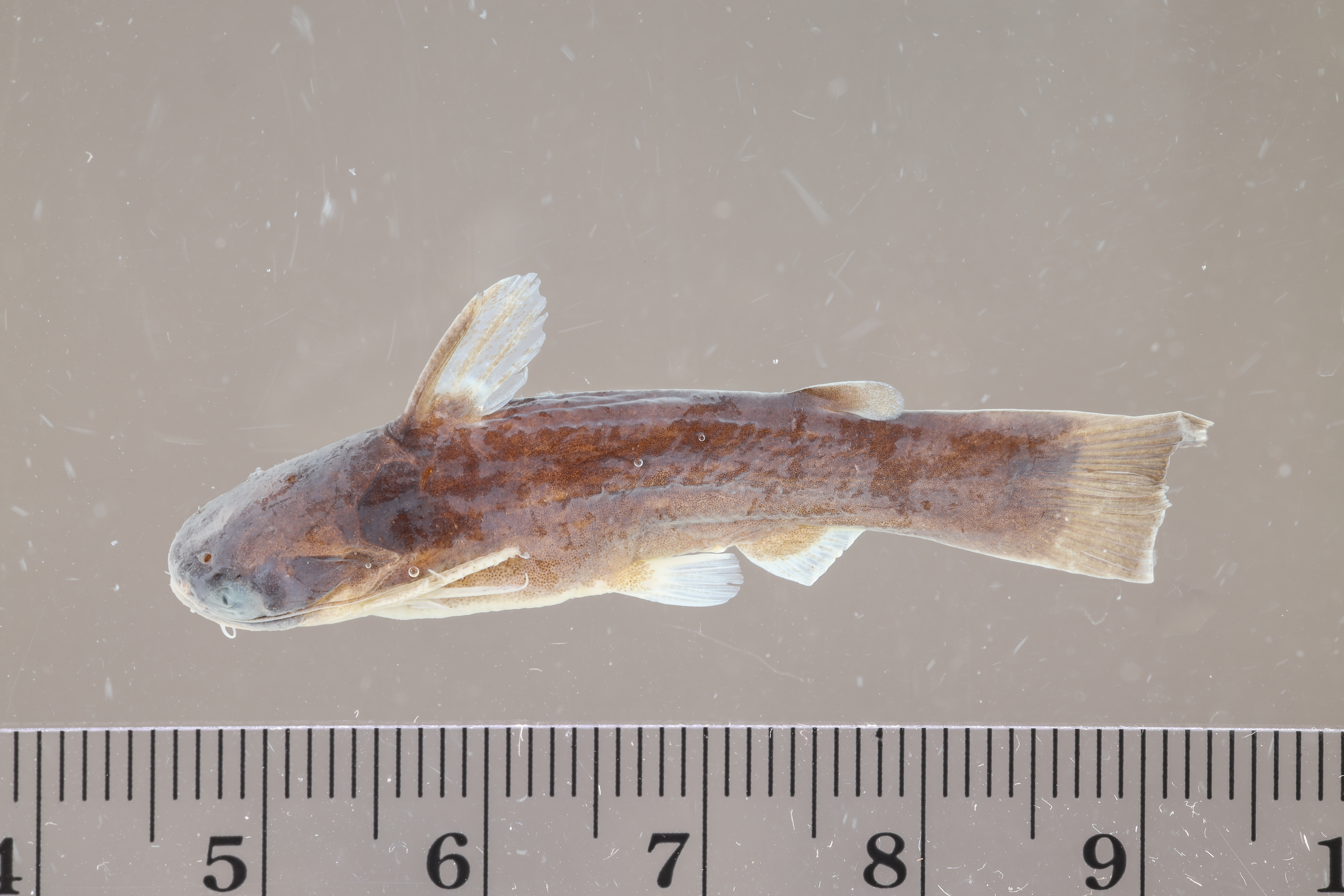Bonte hout-meerval (Tatia intermedia) — Auchenipteridae — 2