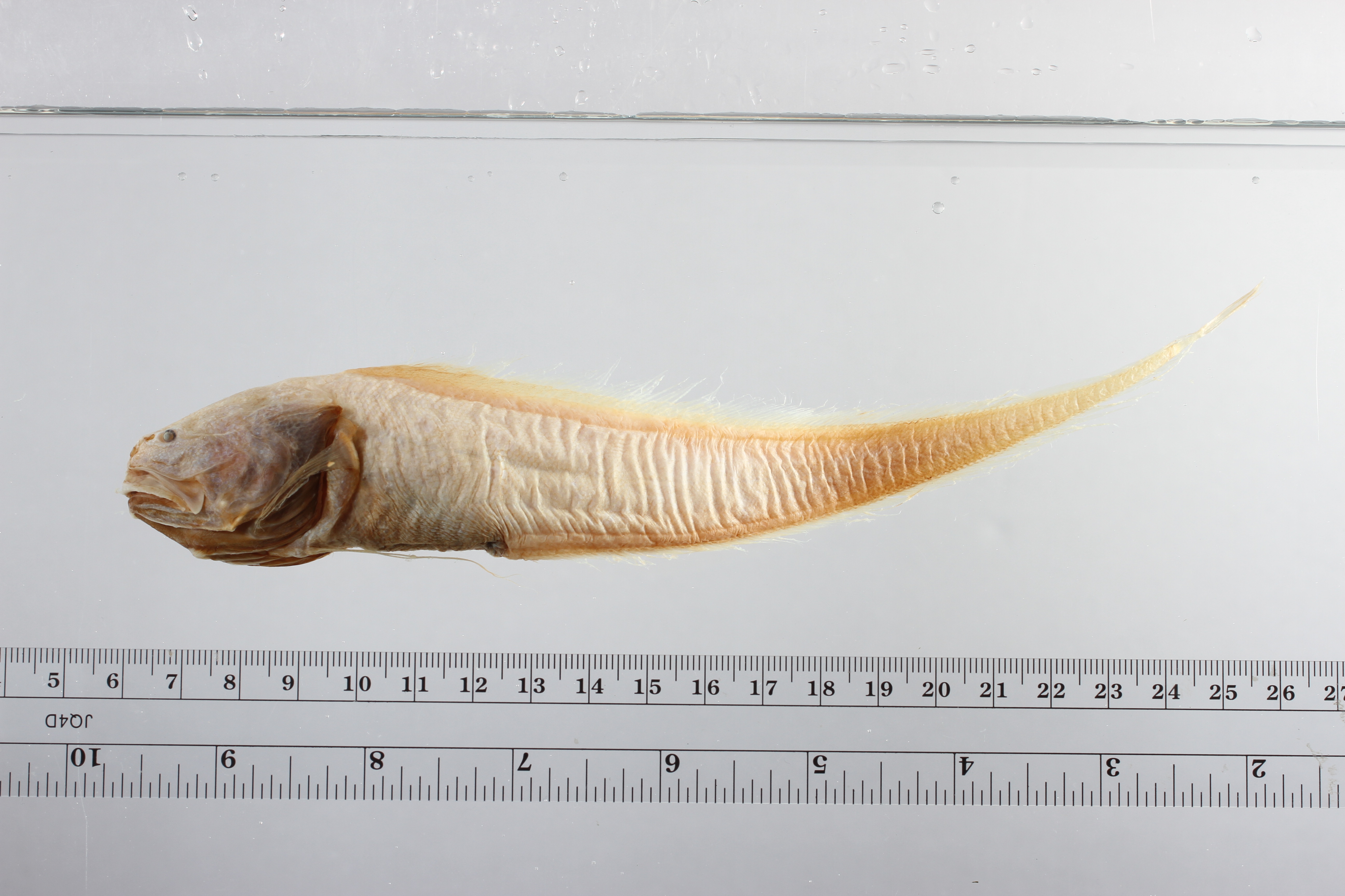 Bassozetus normalis