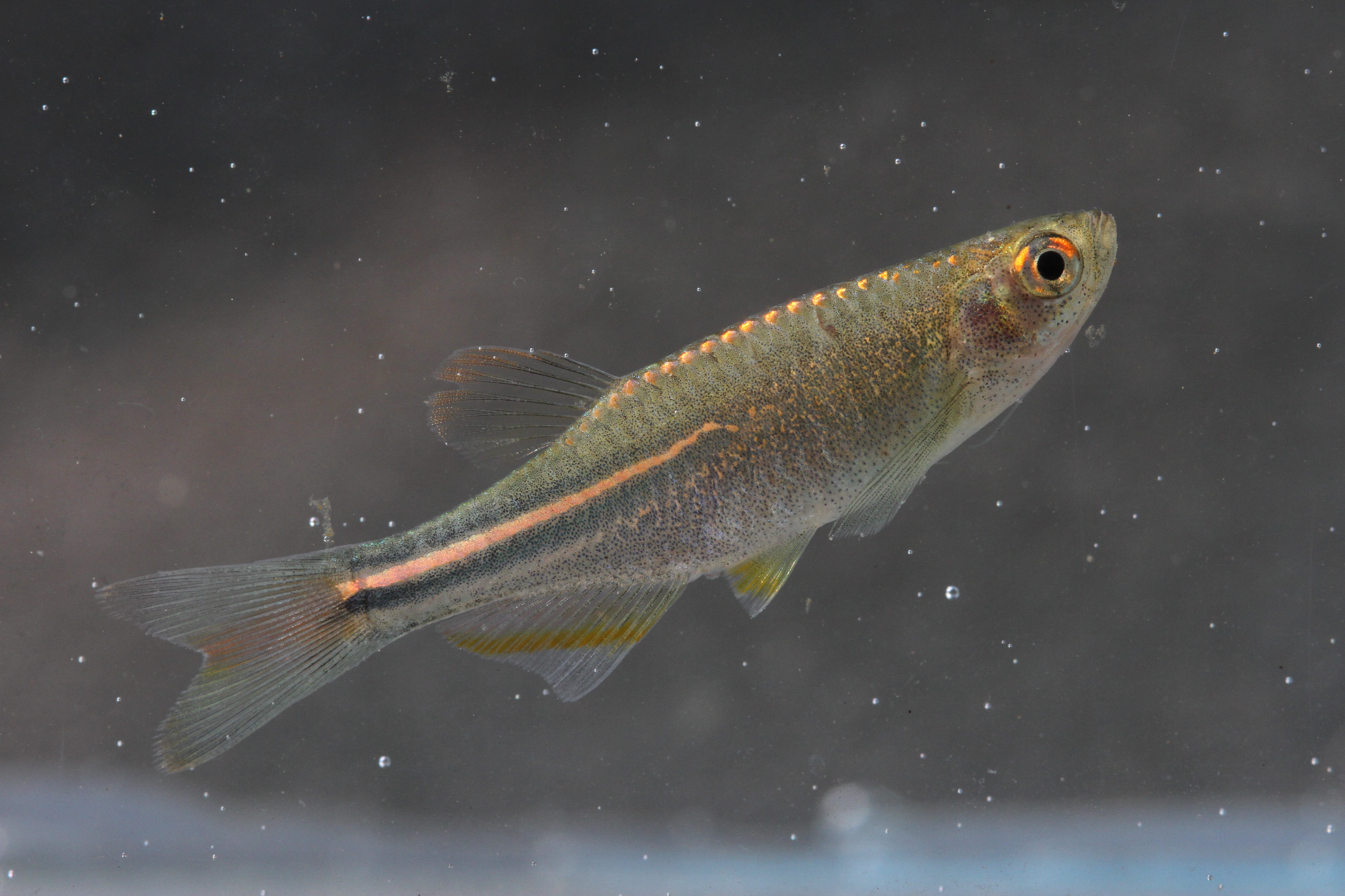 Pearl danio (Danio albolineatus) — Cyprinidae — 3